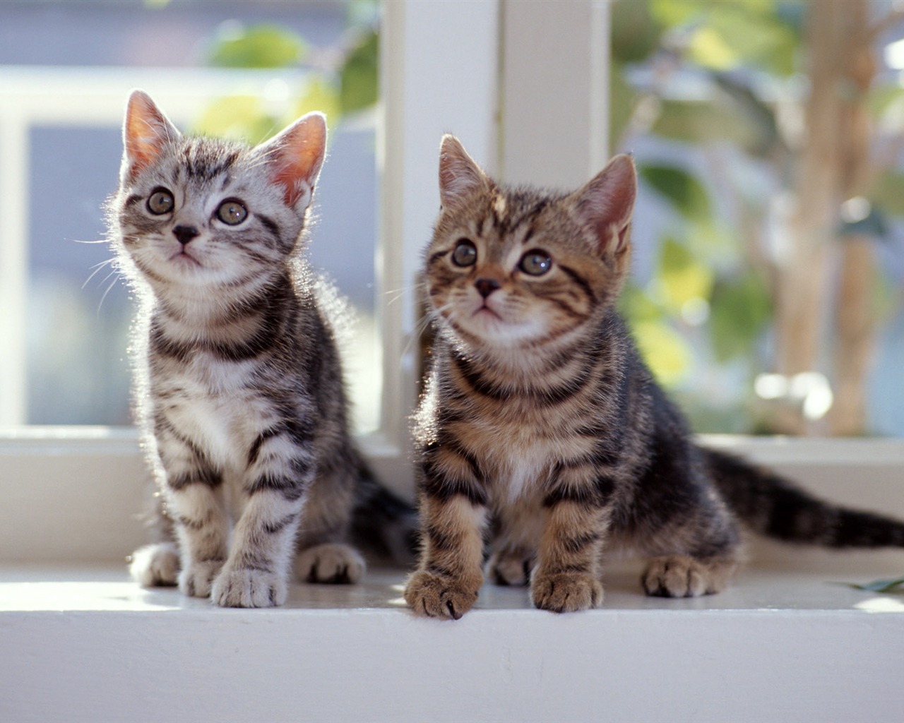 1600 Cat Foto Tapety (7) #17 - 1280x1024
