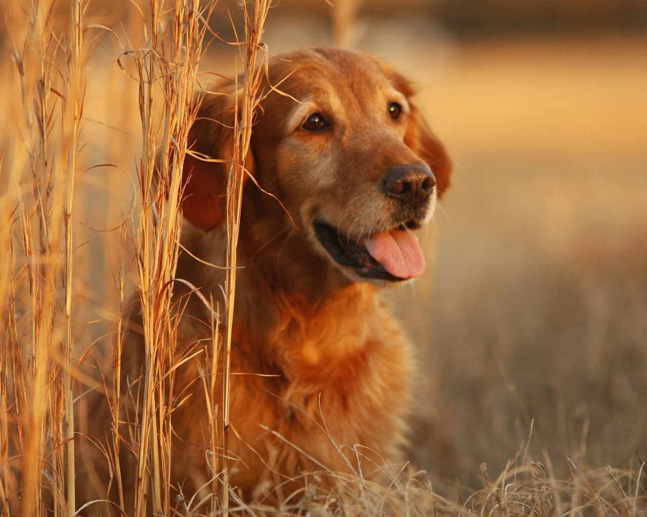 Cachorro de fotos HD fondos de escritorio (8) #1 - 1280x1024