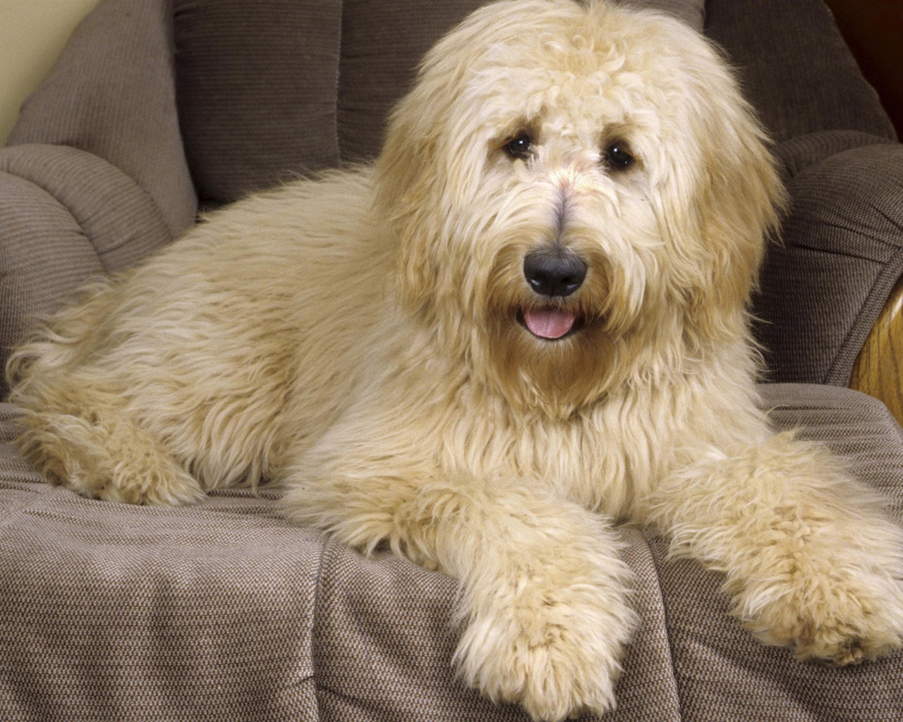 Puppy Foto HD Tapety na plochu (8) #4 - 1280x1024