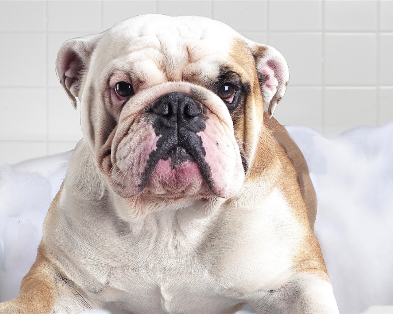 Puppy Foto HD Tapety na plochu (8) #11 - 1280x1024