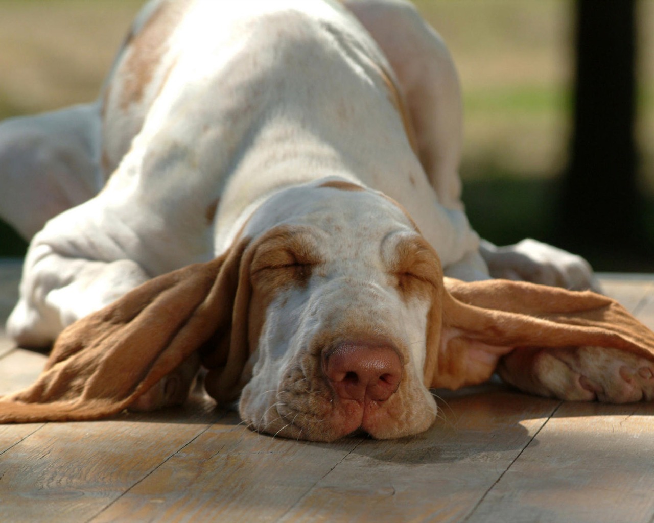 Cachorro de fotos HD fondos de escritorio (8) #12 - 1280x1024