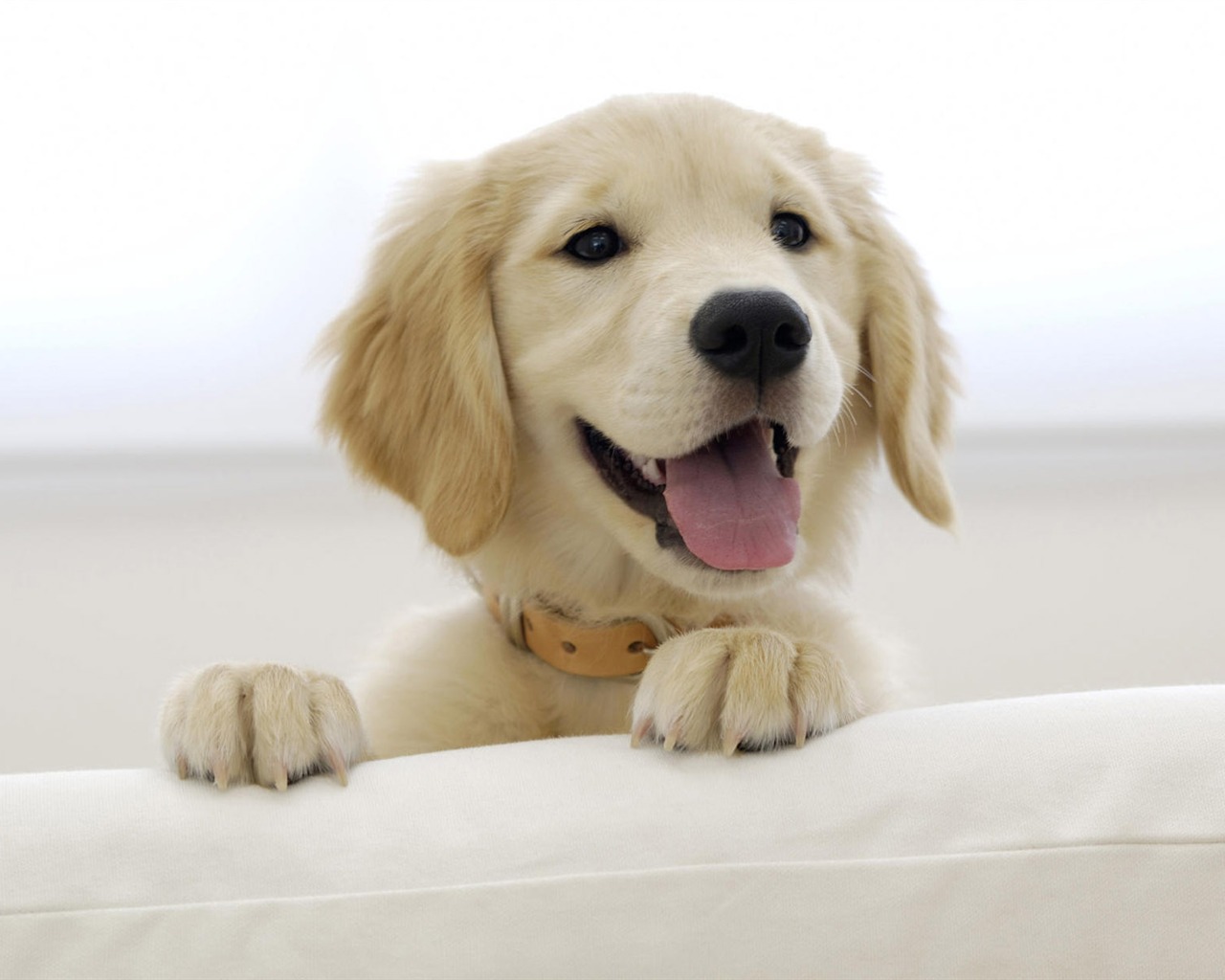 Puppy Foto HD Tapety na plochu (8) #16 - 1280x1024