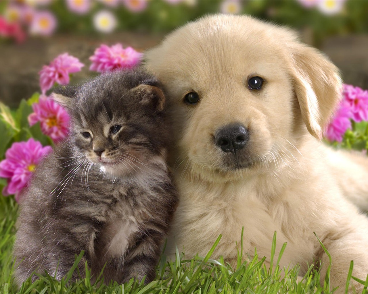 Puppy Foto HD Tapety na plochu (8) #19 - 1280x1024