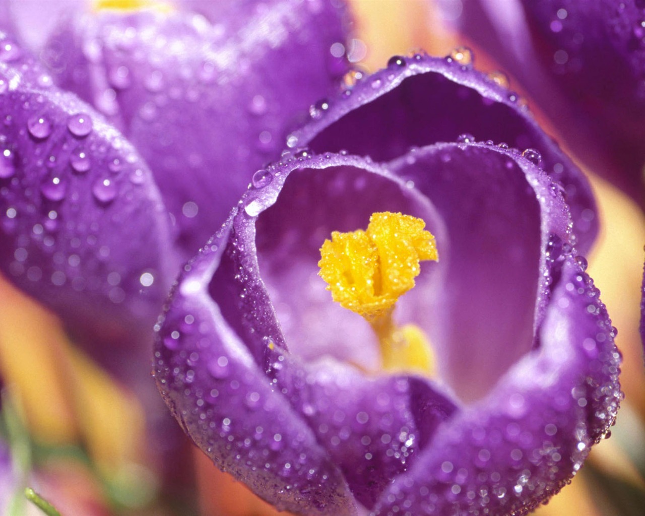 Widescreen wallpaper flowers close-up (1) #4 - 1280x1024