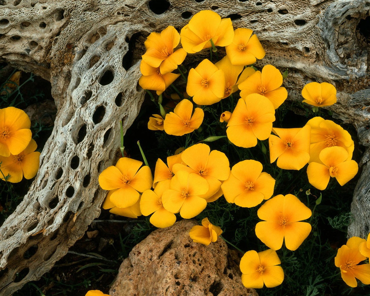 Widescreen wallpaper flowers close-up (1) #6 - 1280x1024