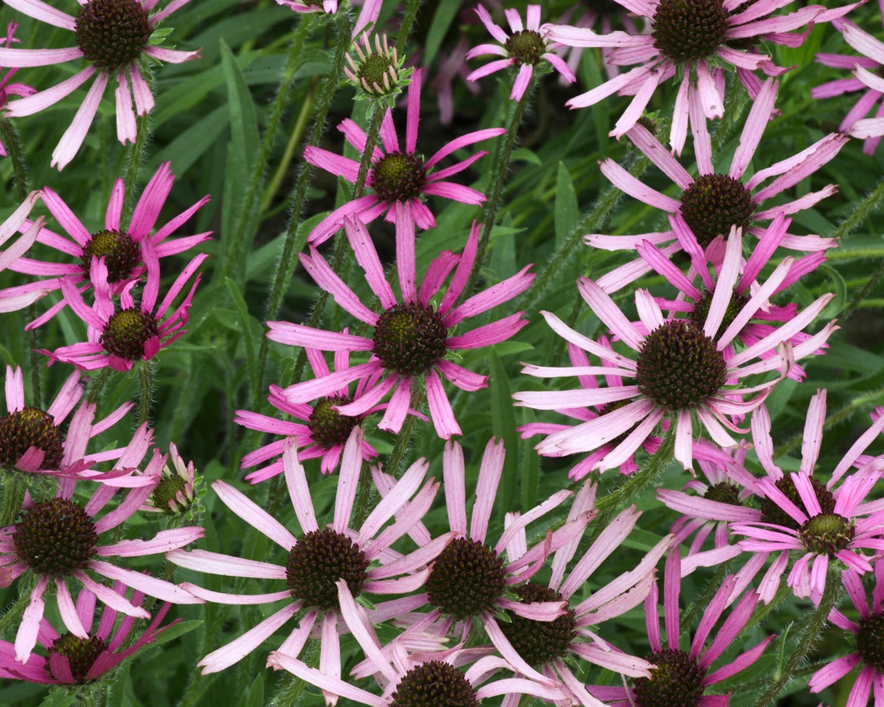 Widescreen wallpaper flowers close-up (1) #10 - 1280x1024