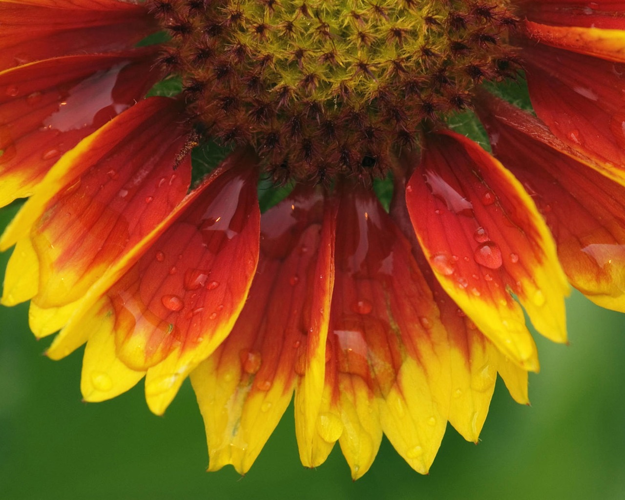 Widescreen wallpaper flowers close-up (1) #14 - 1280x1024