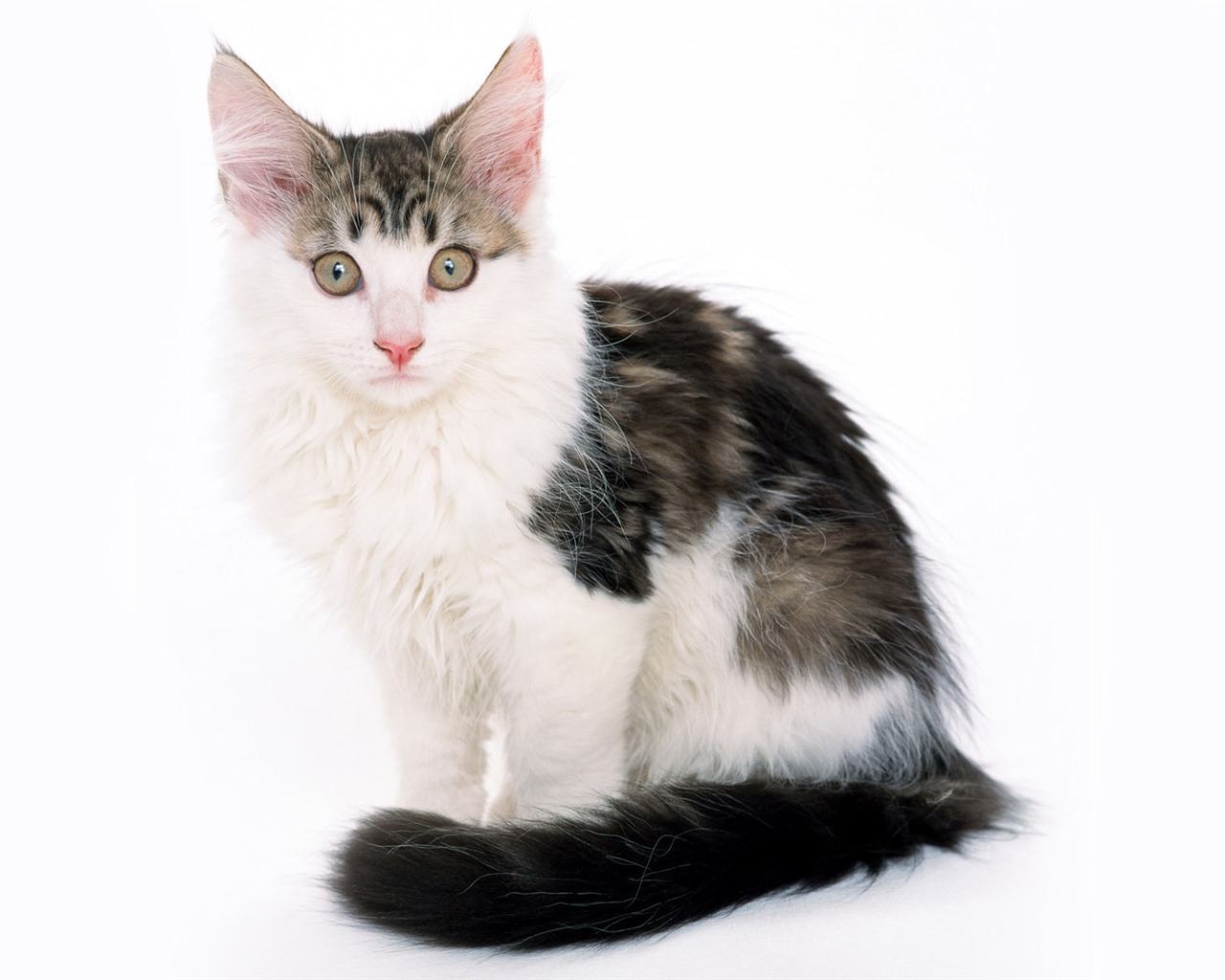1600 Cat Photo Wallpaper (8) #3 - 1280x1024