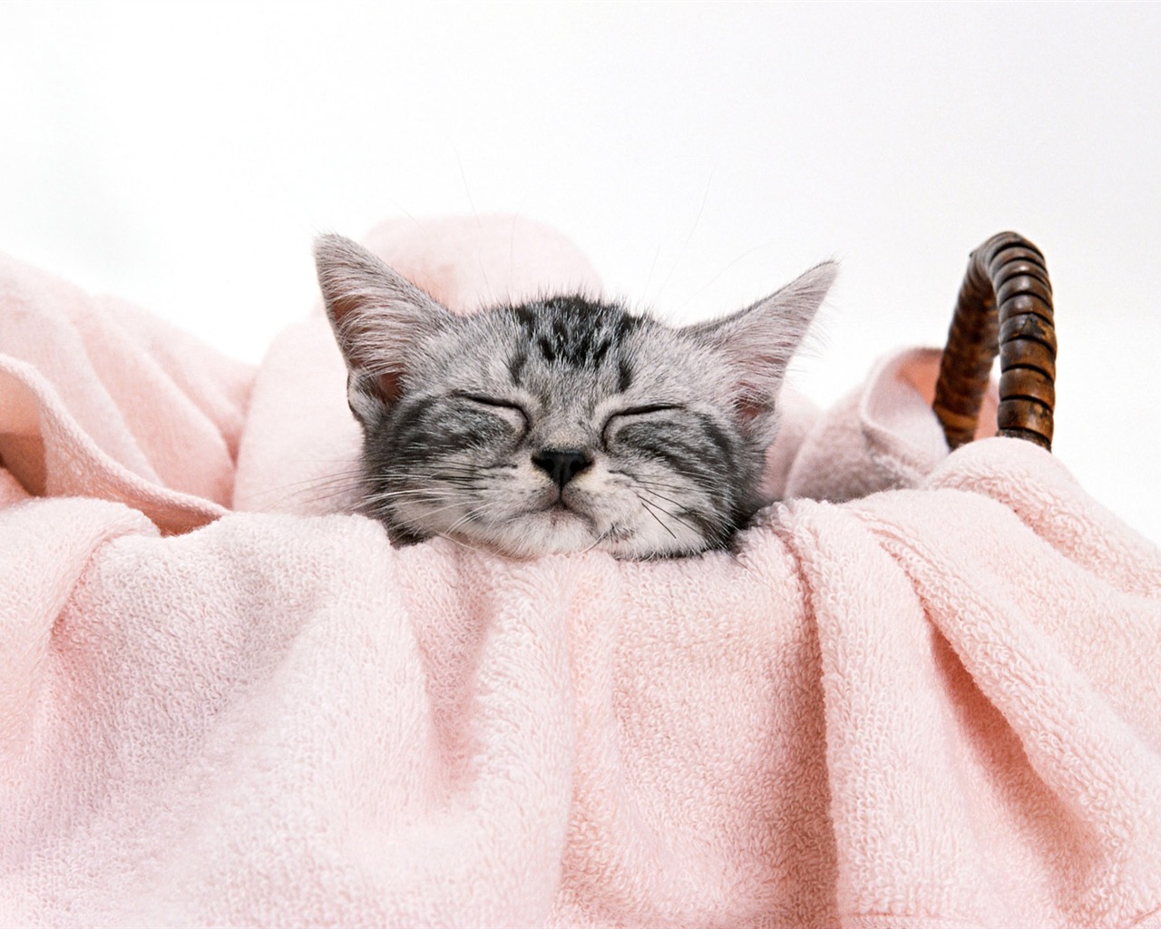 1600 Cat Foto Tapety (8) #4 - 1280x1024