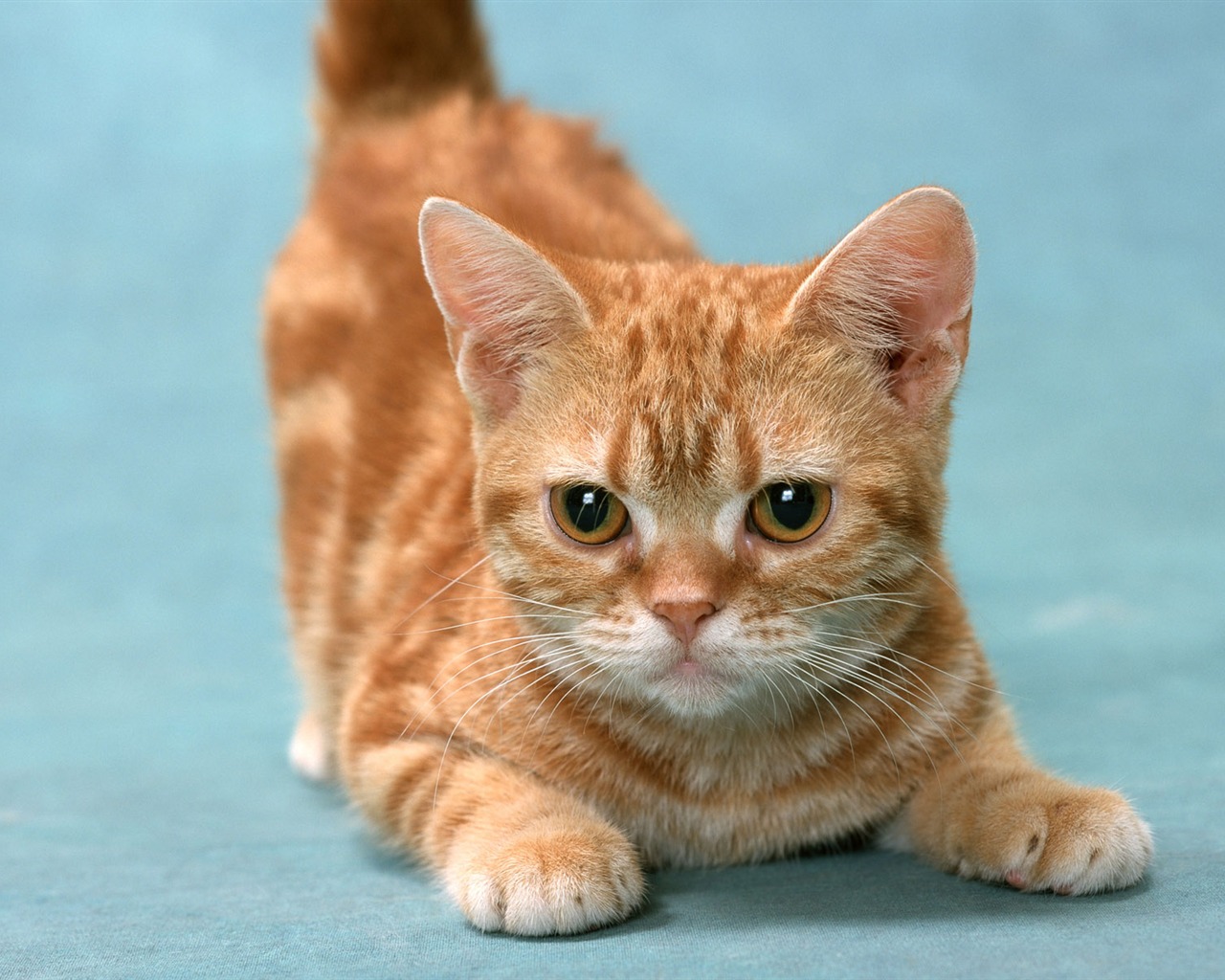 1600 Cat Foto Tapety (8) #6 - 1280x1024