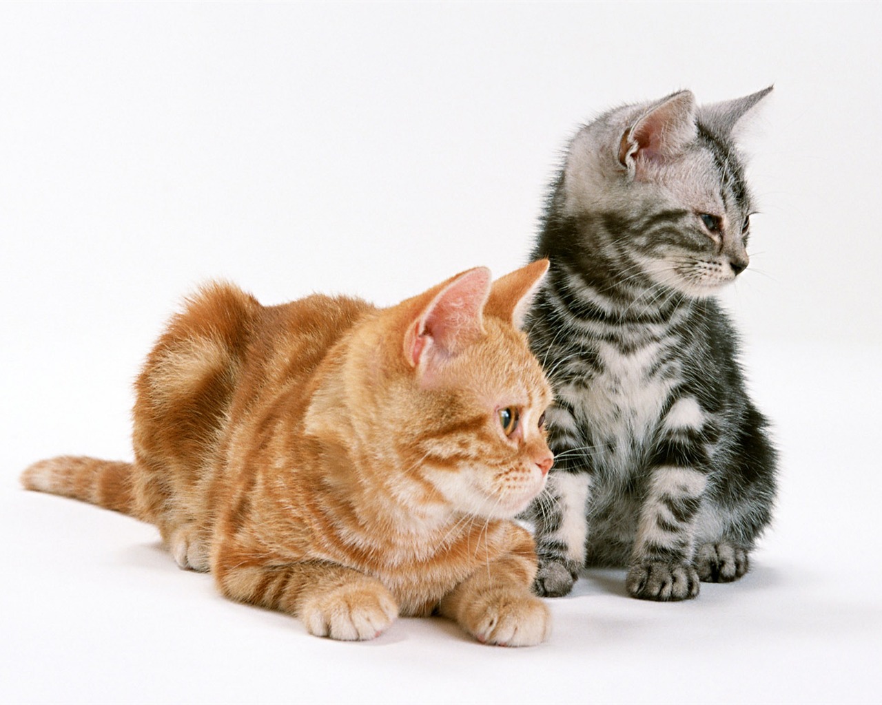 1600 Cat Foto Tapety (8) #7 - 1280x1024