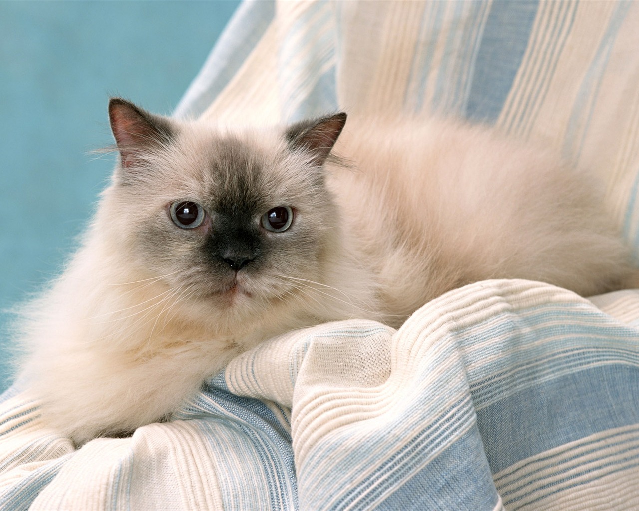1600 Cat Foto Tapety (8) #11 - 1280x1024