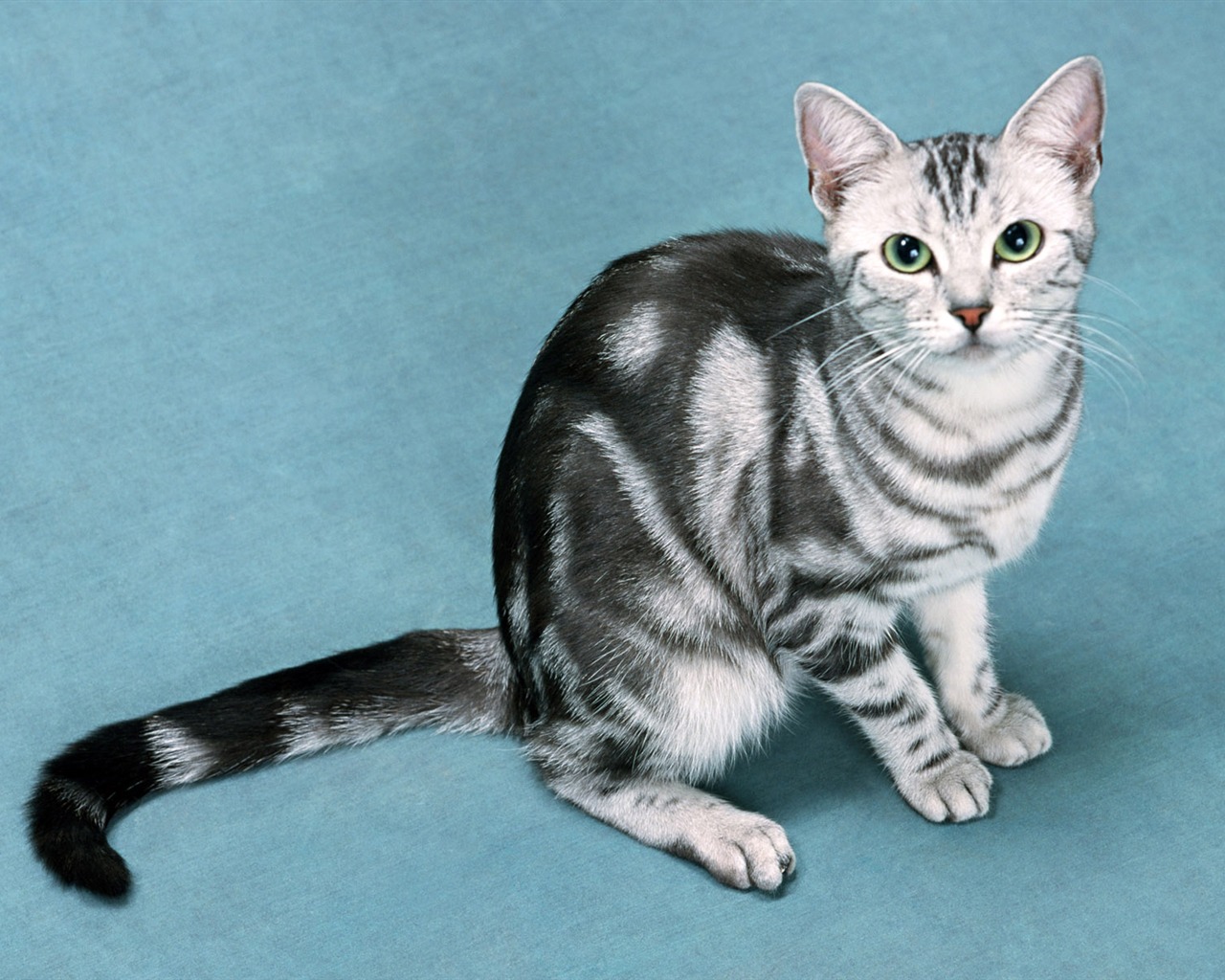 1600 Cat Foto Tapety (8) #12 - 1280x1024