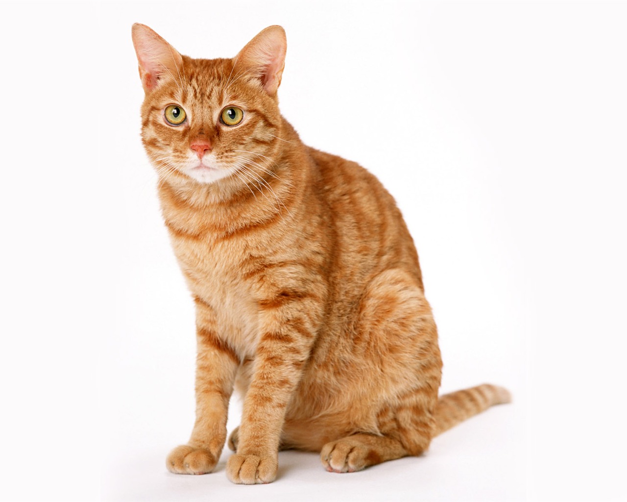 1600 Cat Foto Tapety (8) #13 - 1280x1024