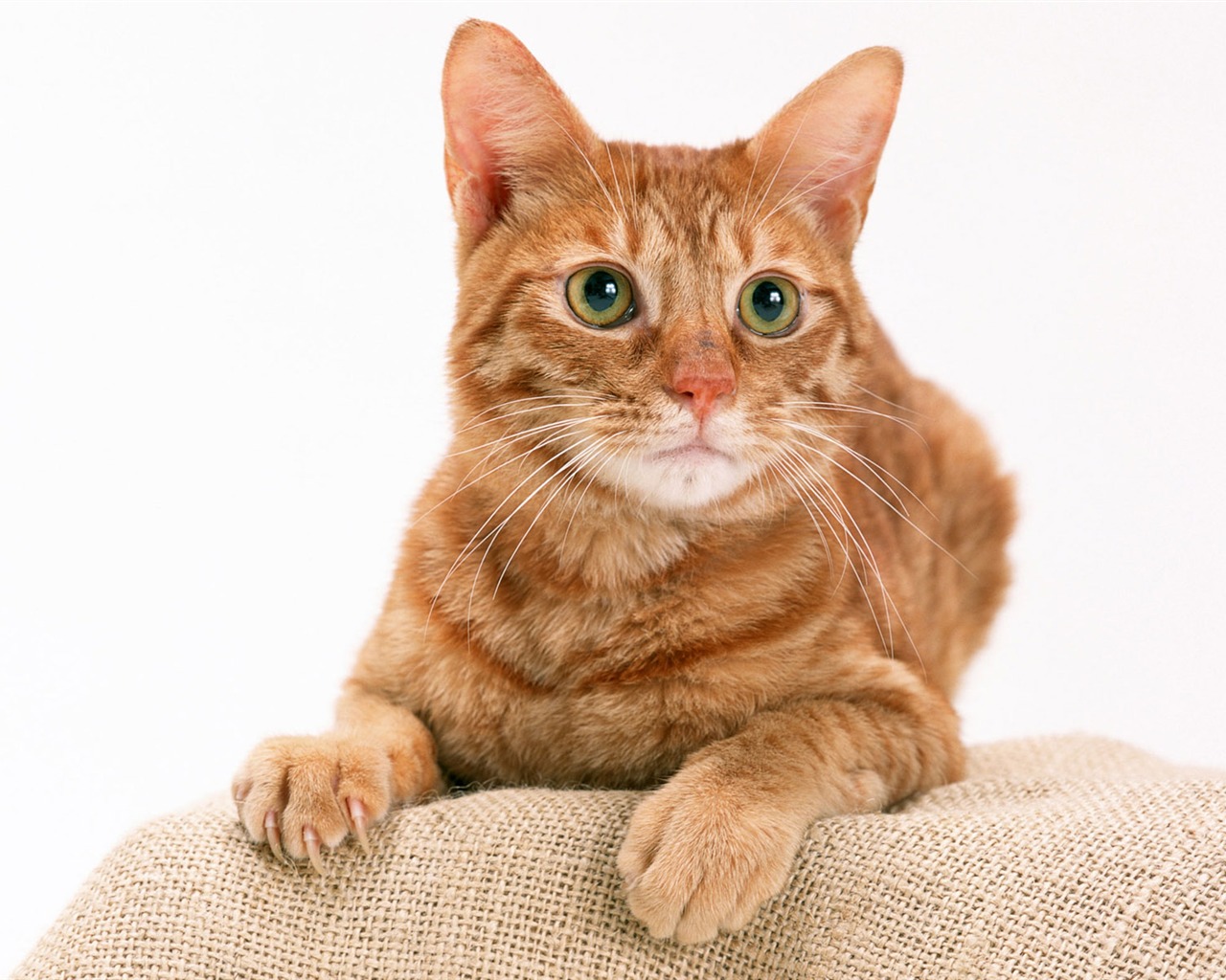 1600 Cat Foto Tapety (8) #19 - 1280x1024