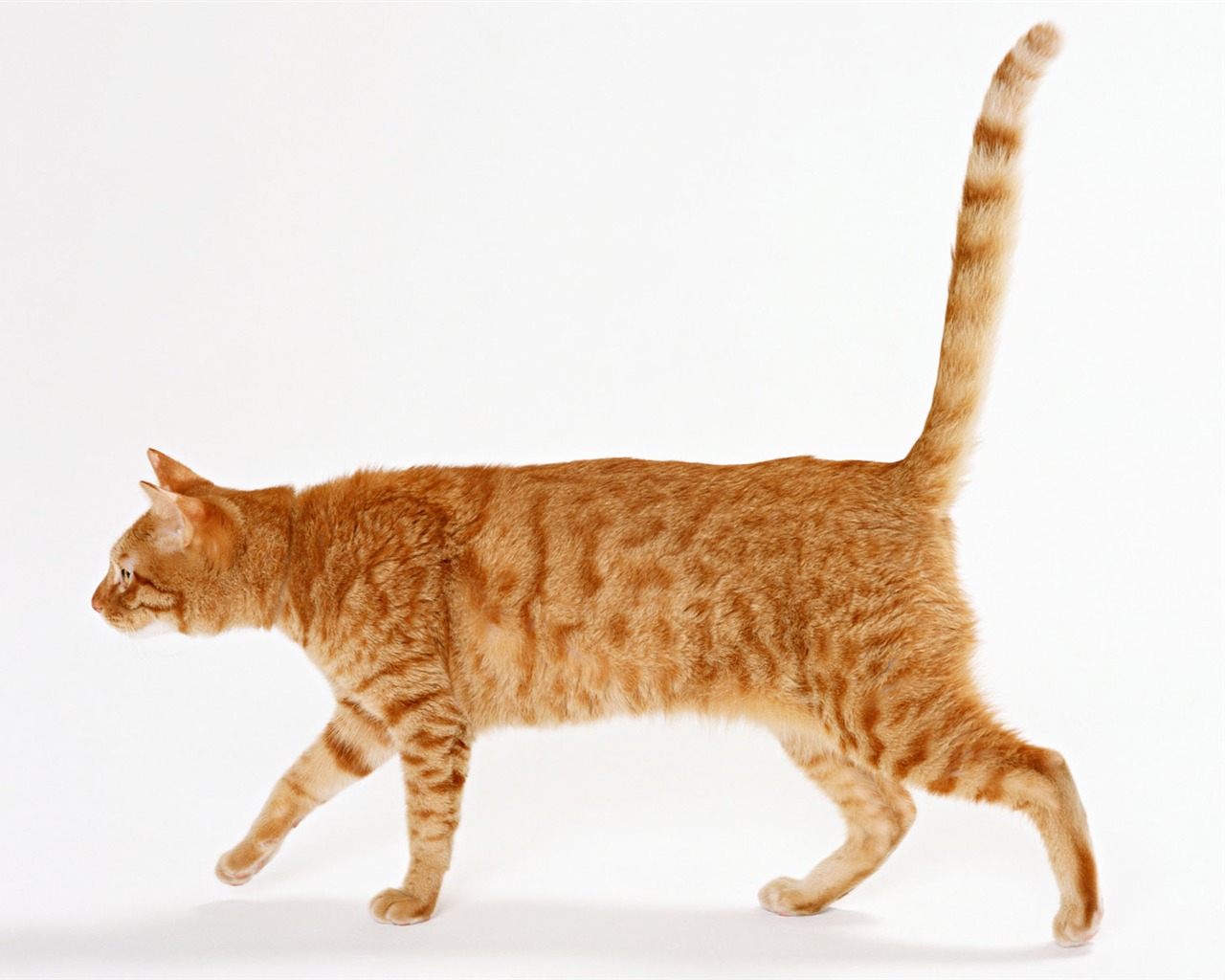 1600 Cat Photo Wallpaper (8) #20 - 1280x1024