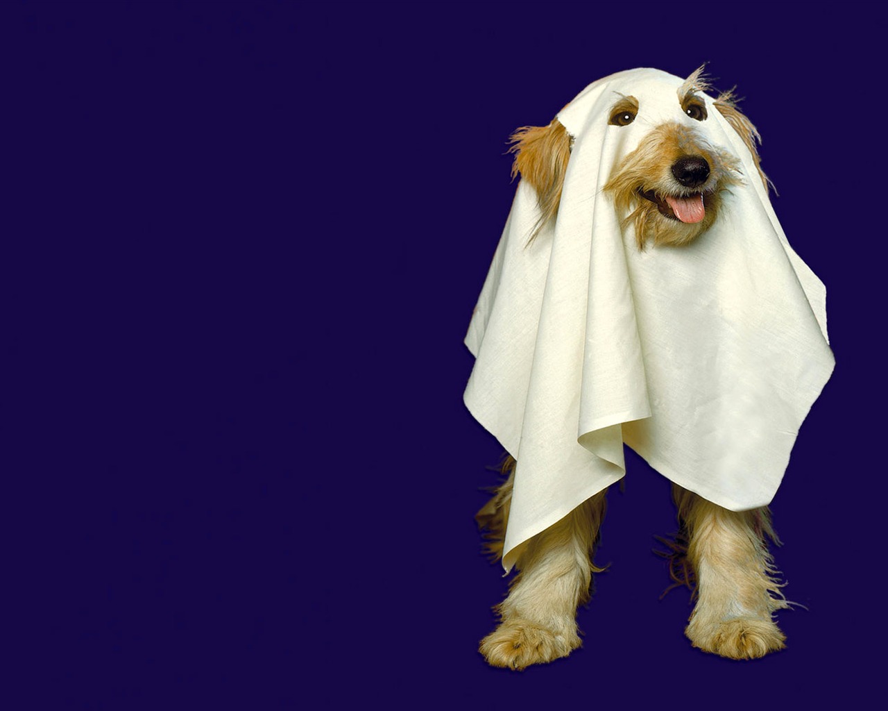 Puppy Photo HD wallpapers (9) #8 - 1280x1024