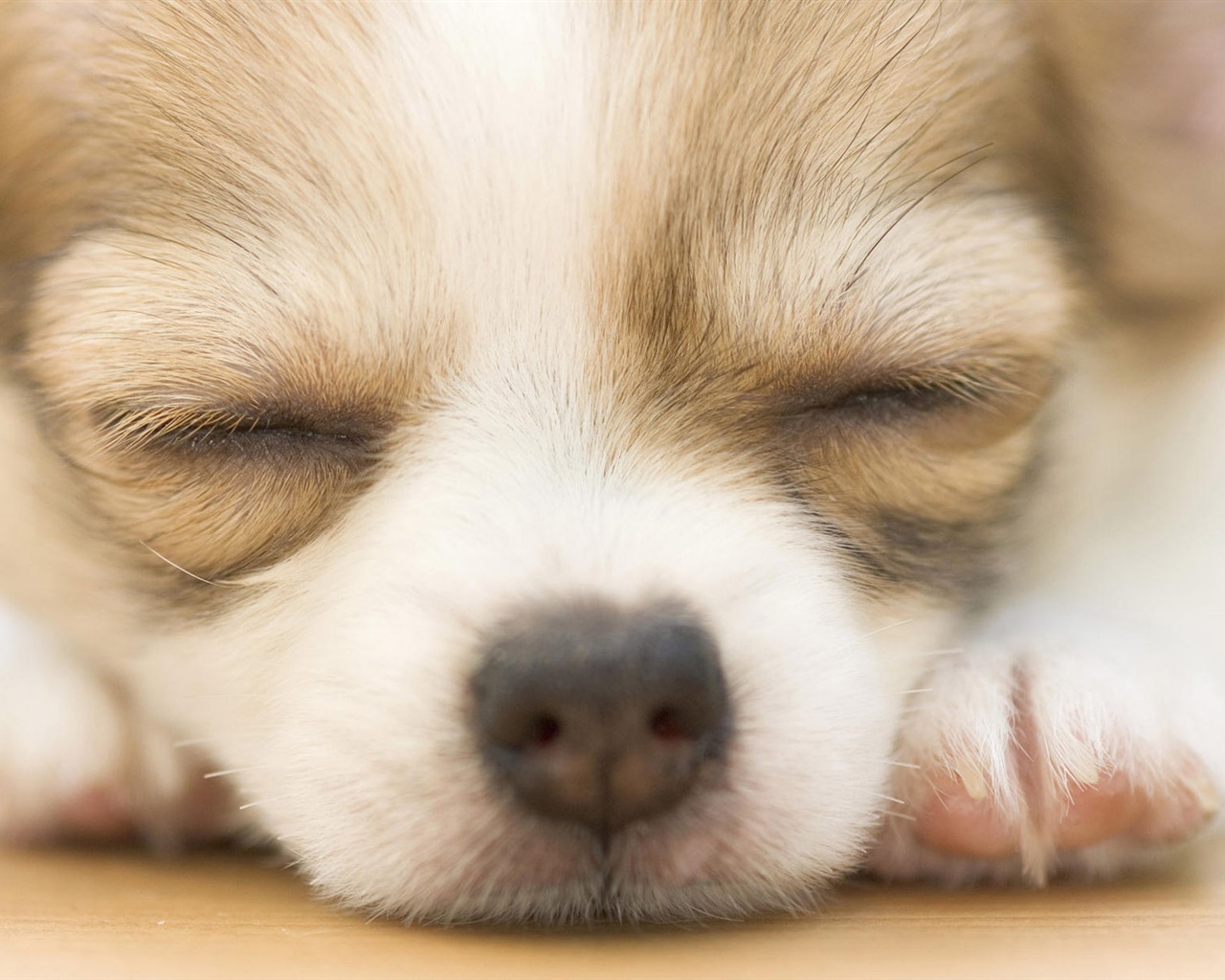Puppy Foto HD Tapety na plochu (9) #9 - 1280x1024