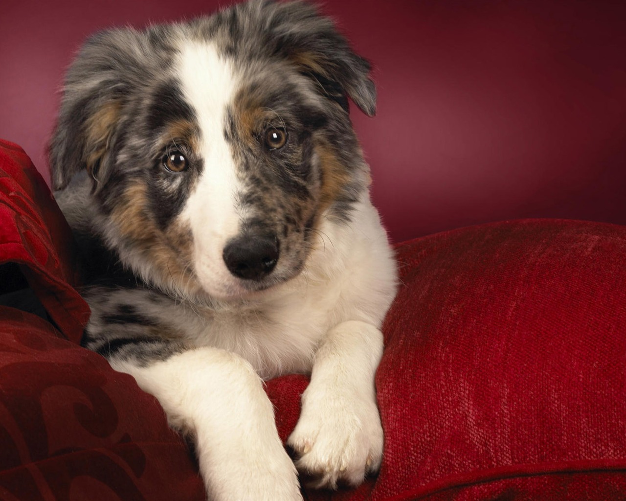 Puppy Foto HD Tapety na plochu (9) #10 - 1280x1024