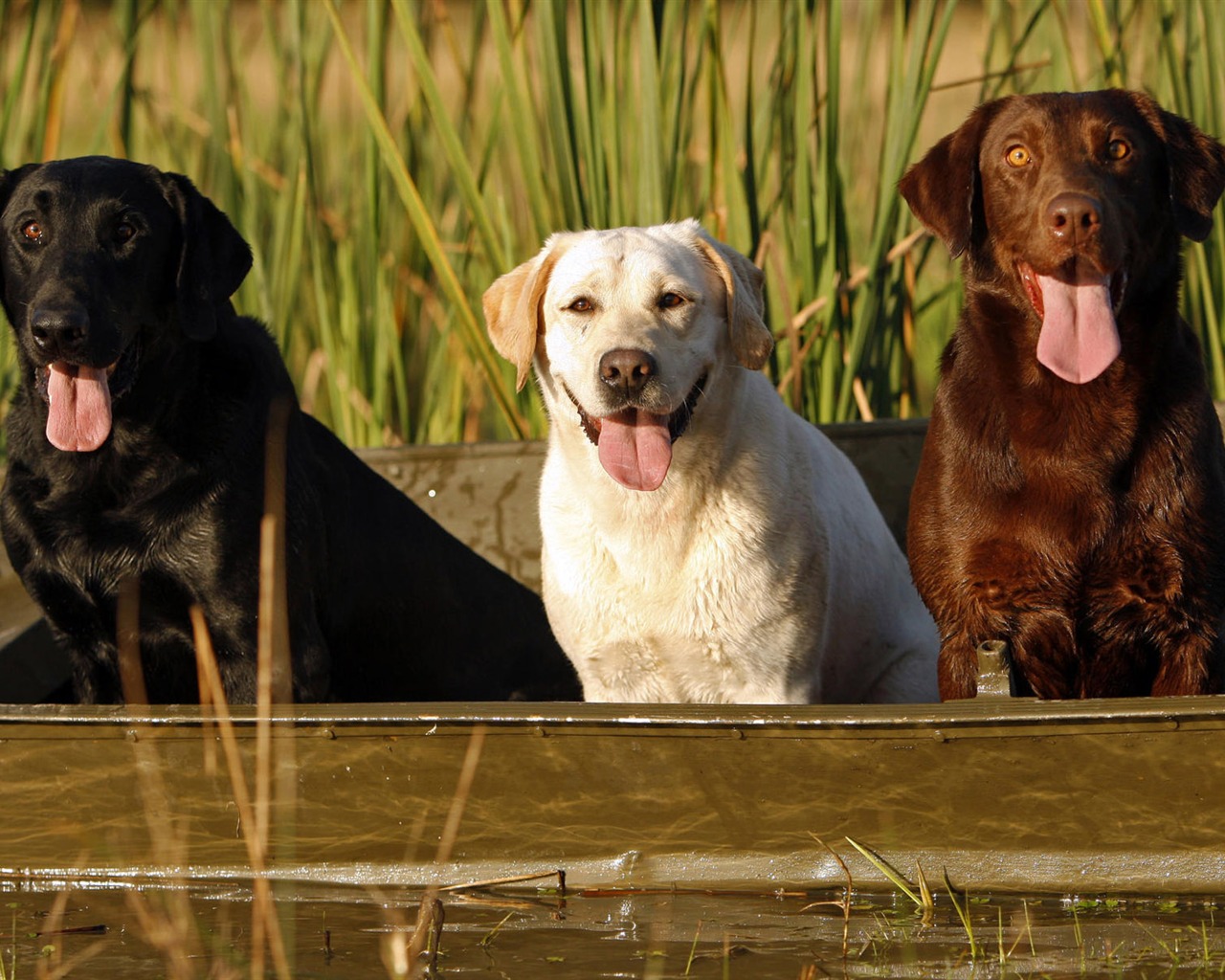 Puppy Foto HD Tapety na plochu (9) #12 - 1280x1024
