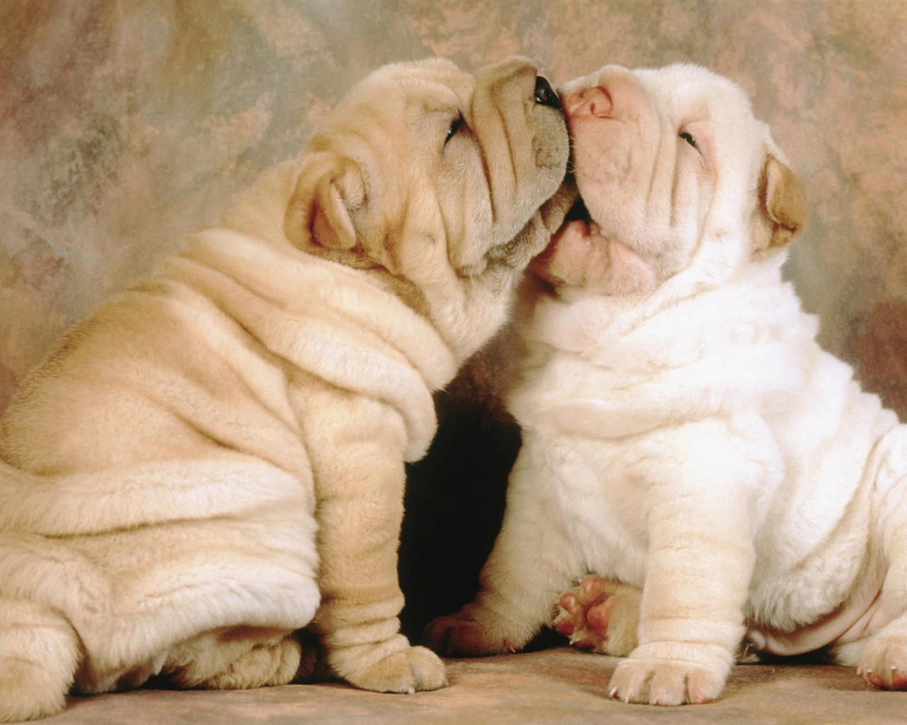 Puppy Foto HD Tapety na plochu (9) #13 - 1280x1024