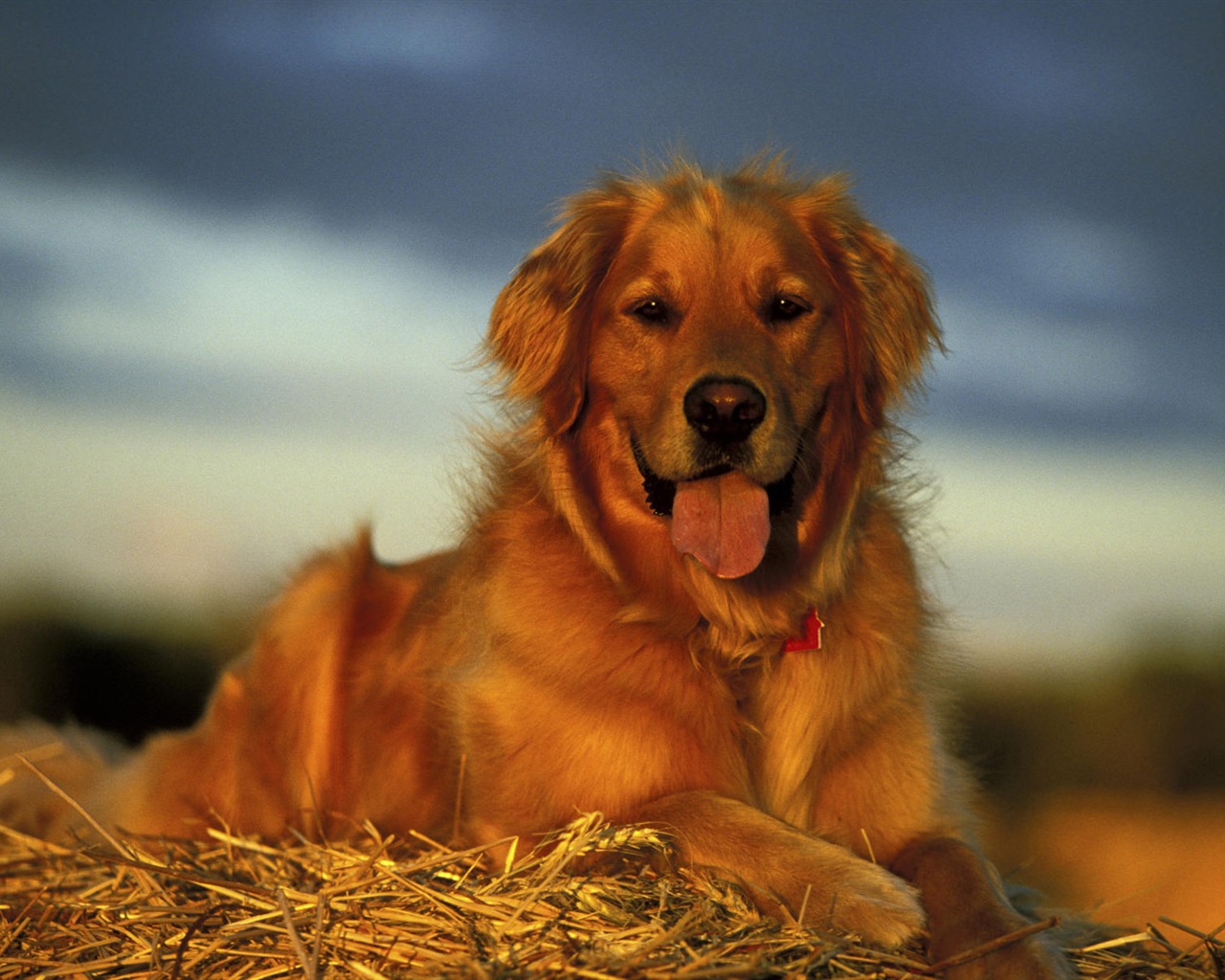 Puppy Photo HD wallpapers (9) #14 - 1280x1024