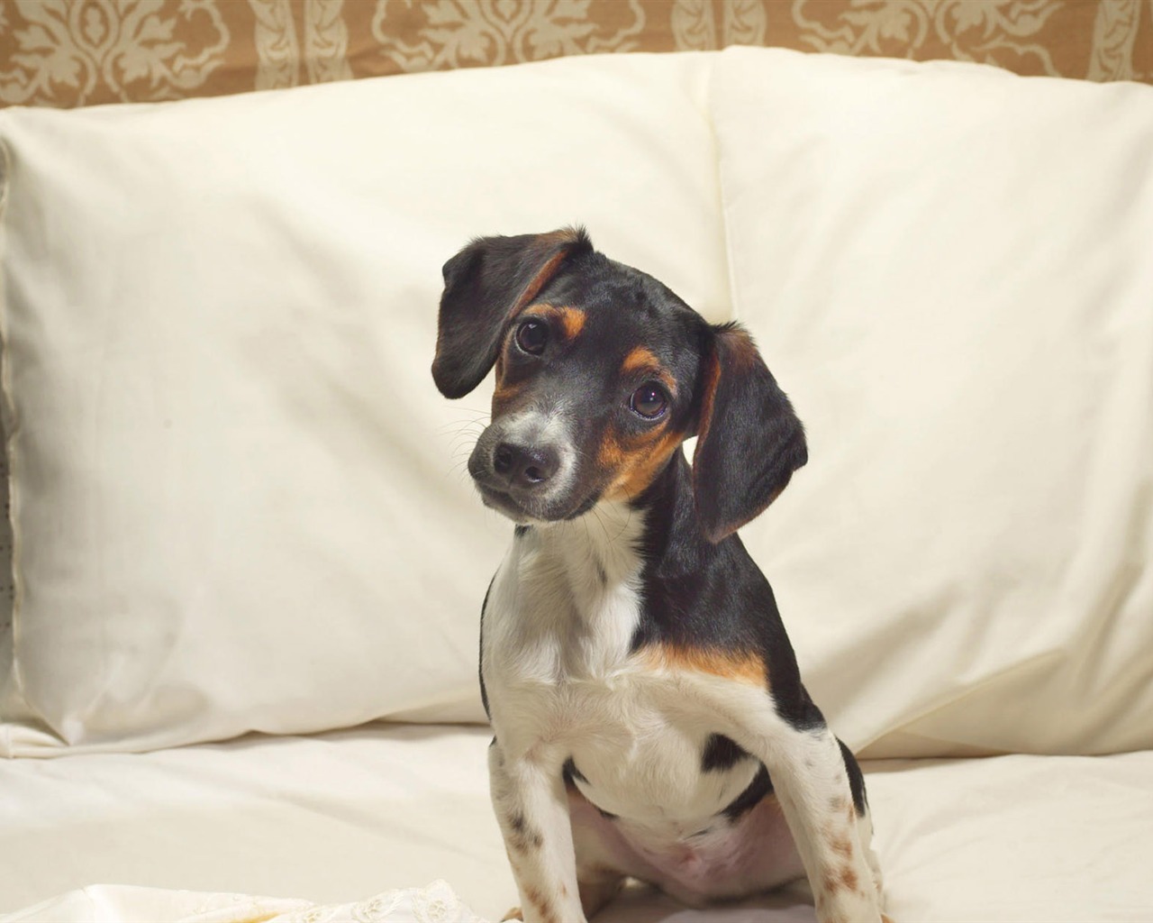 Puppy Foto HD Tapety na plochu (9) #15 - 1280x1024