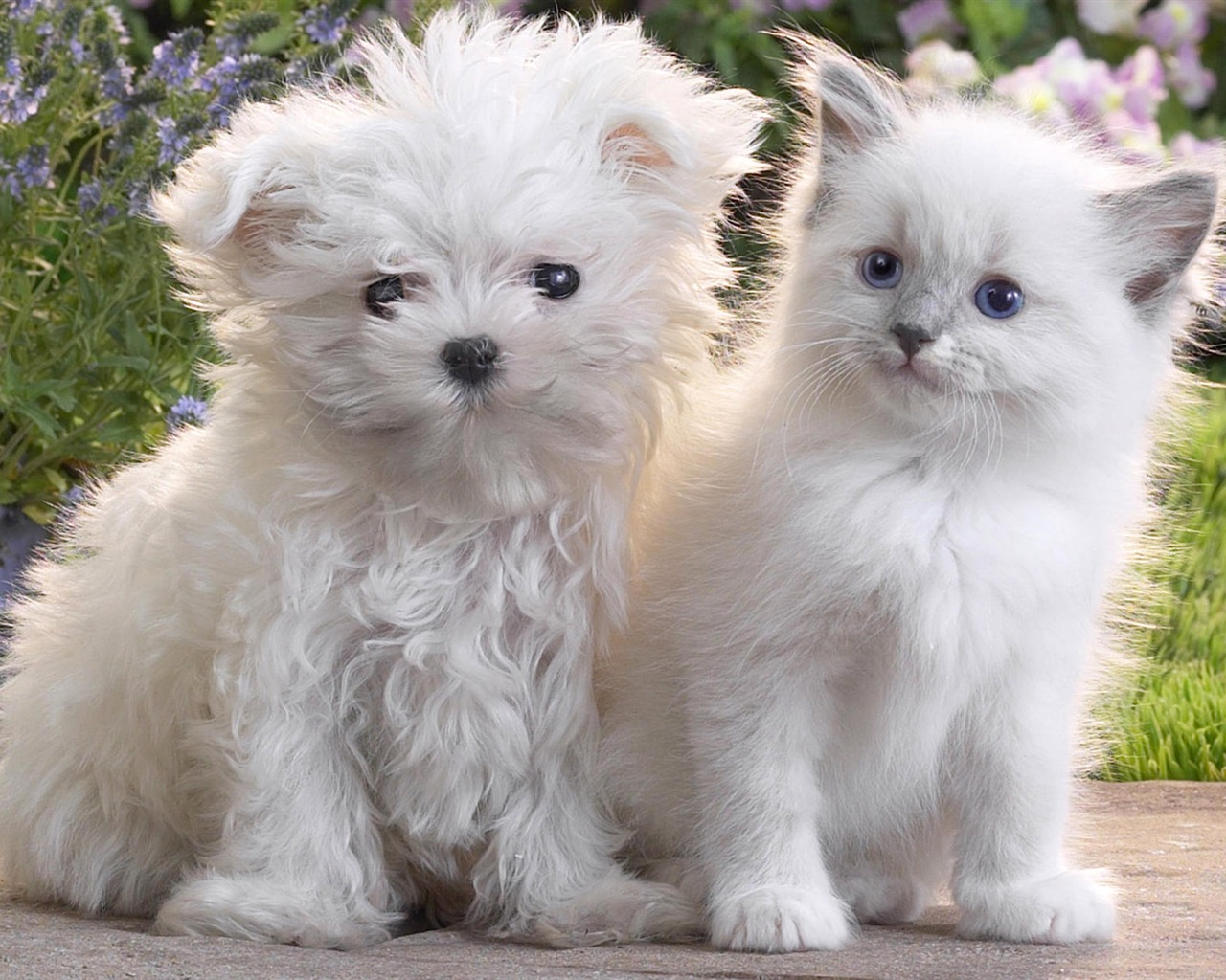 Puppy Photo HD wallpapers (9) #18 - 1280x1024