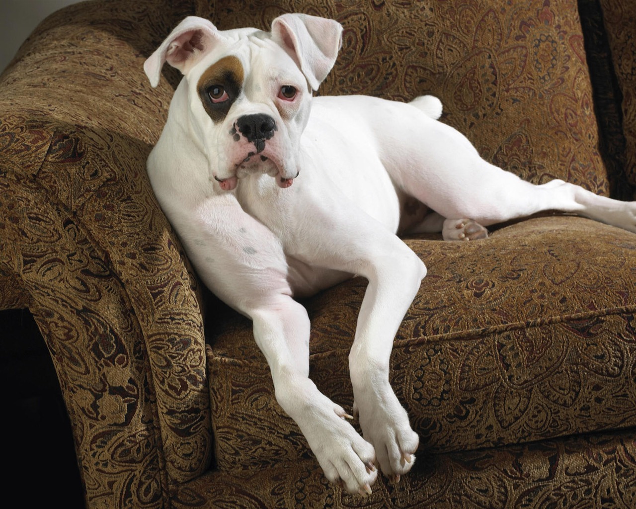 Puppy Photo HD wallpapers (9) #20 - 1280x1024