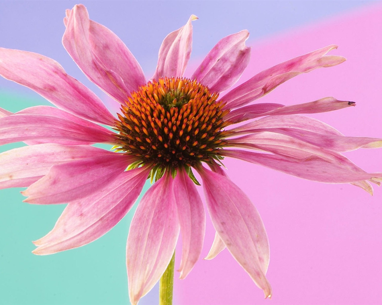 Widescreen wallpaper flowers close-up (2) #3 - 1280x1024