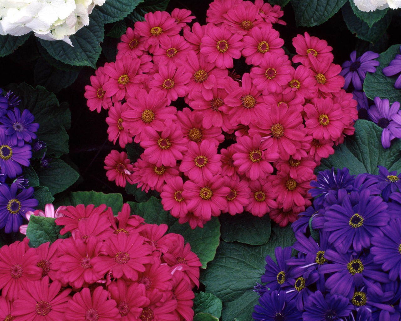 Widescreen wallpaper flowers close-up (2) #8 - 1280x1024