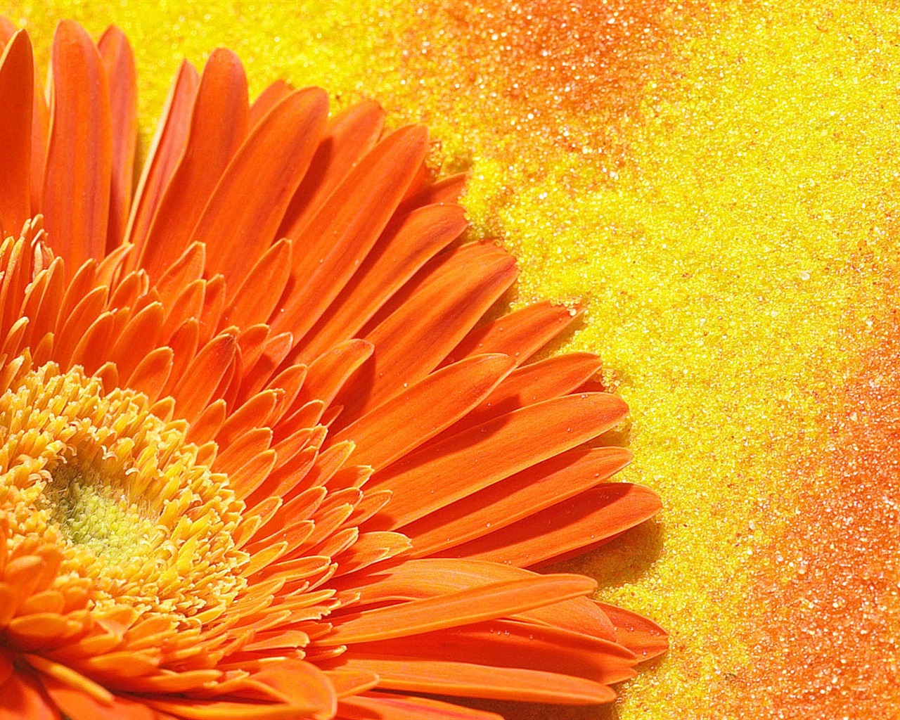 Widescreen wallpaper flowers close-up (2) #15 - 1280x1024