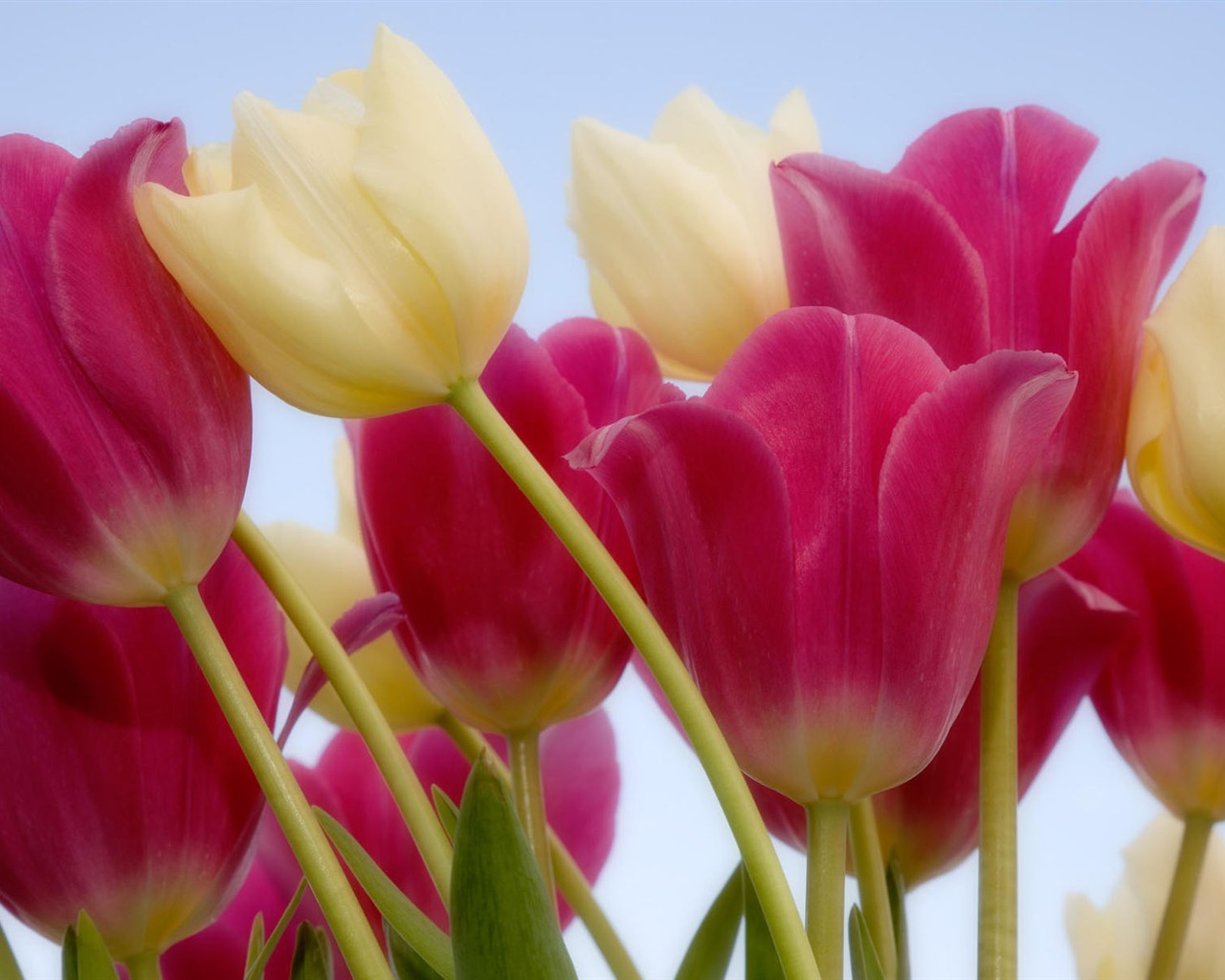 fondos de escritorio de flores con pantalla ancha de cerca (2) #19 - 1280x1024