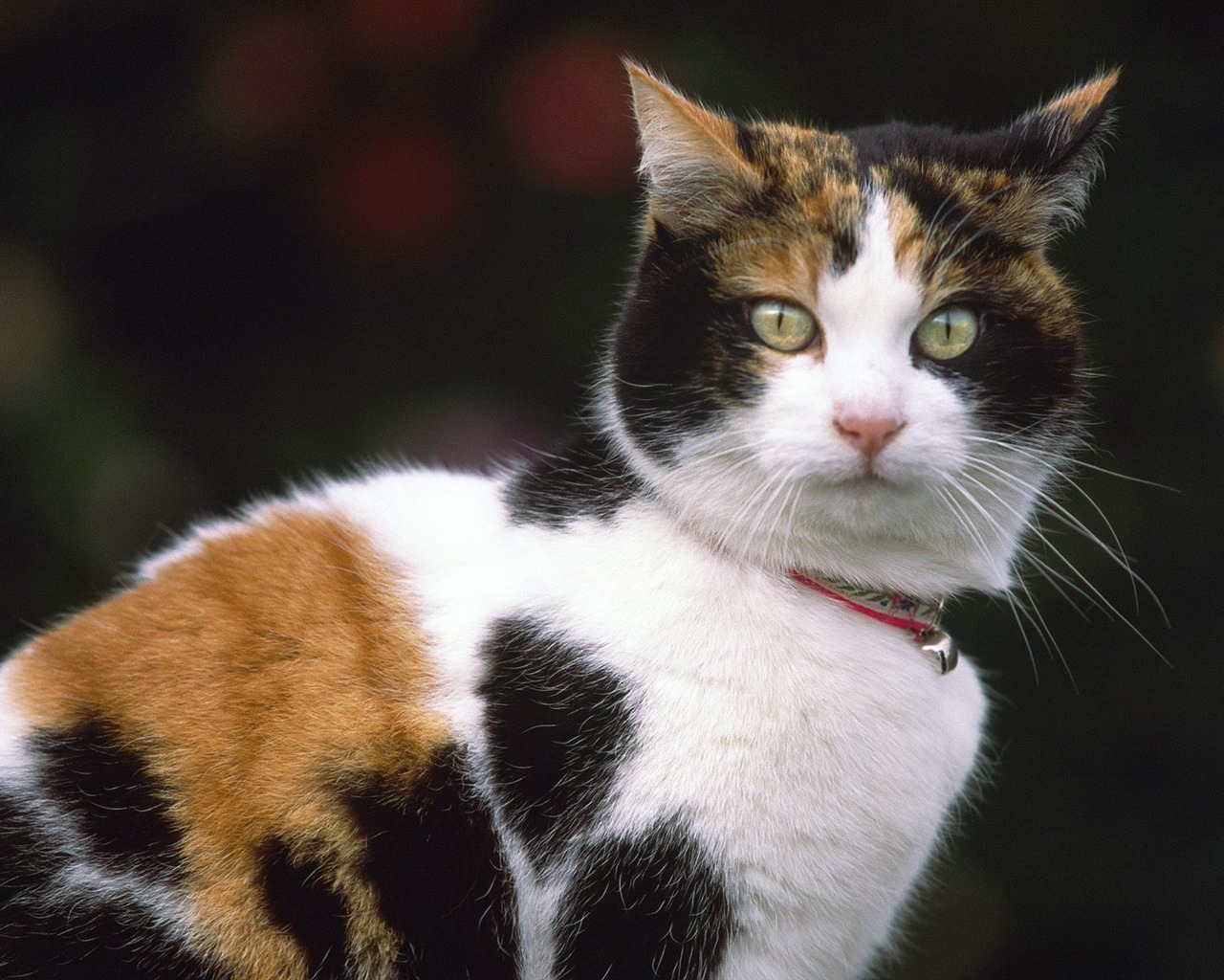 1600 Cat Foto Tapety (9) #5 - 1280x1024
