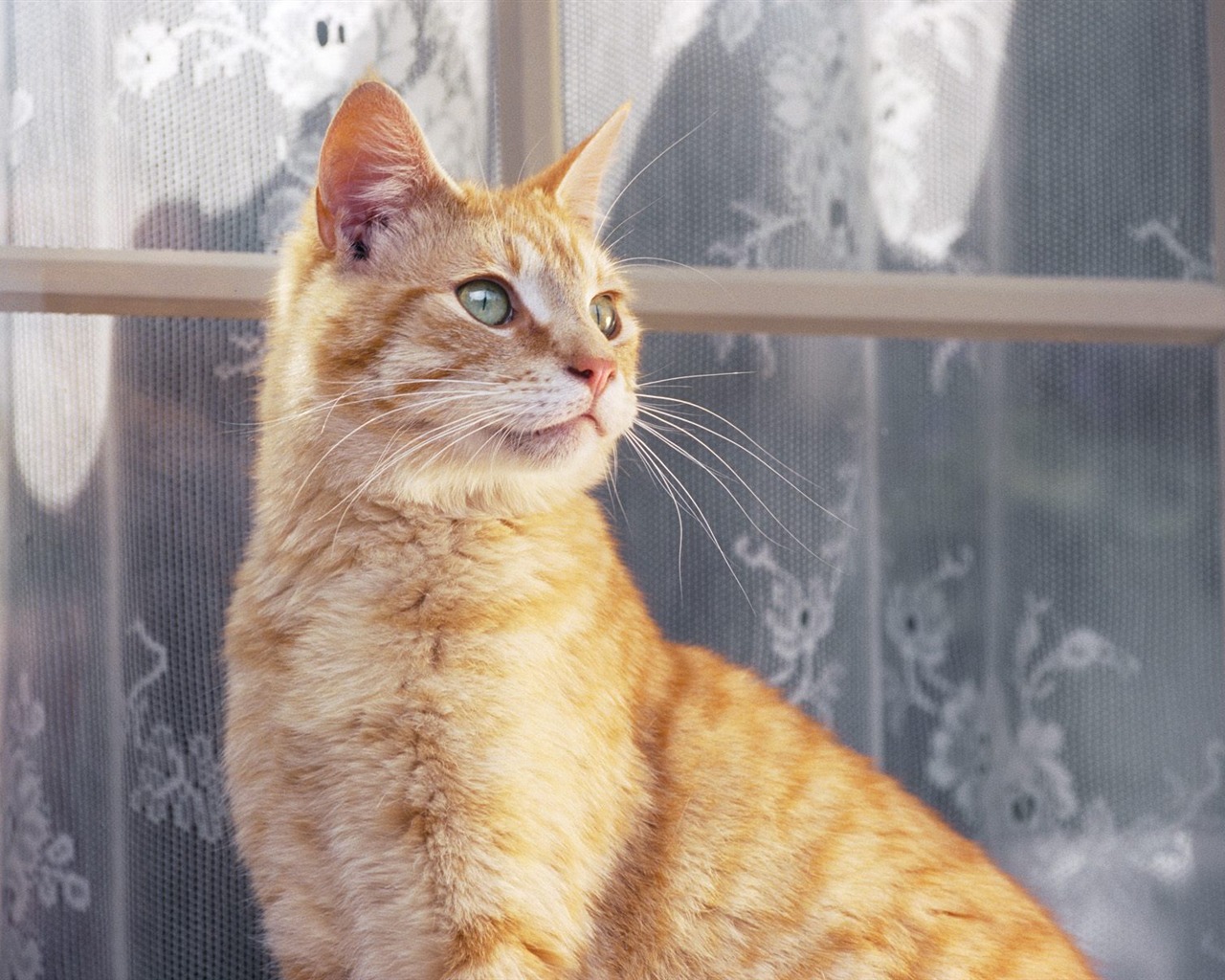 1600 Cat Foto Tapety (9) #6 - 1280x1024