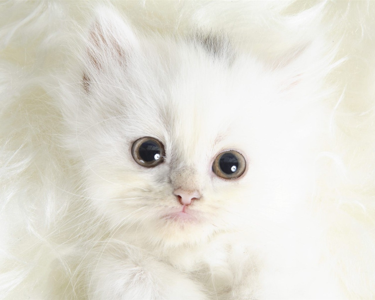 1600 Cat Photo Wallpaper (9) #9 - 1280x1024