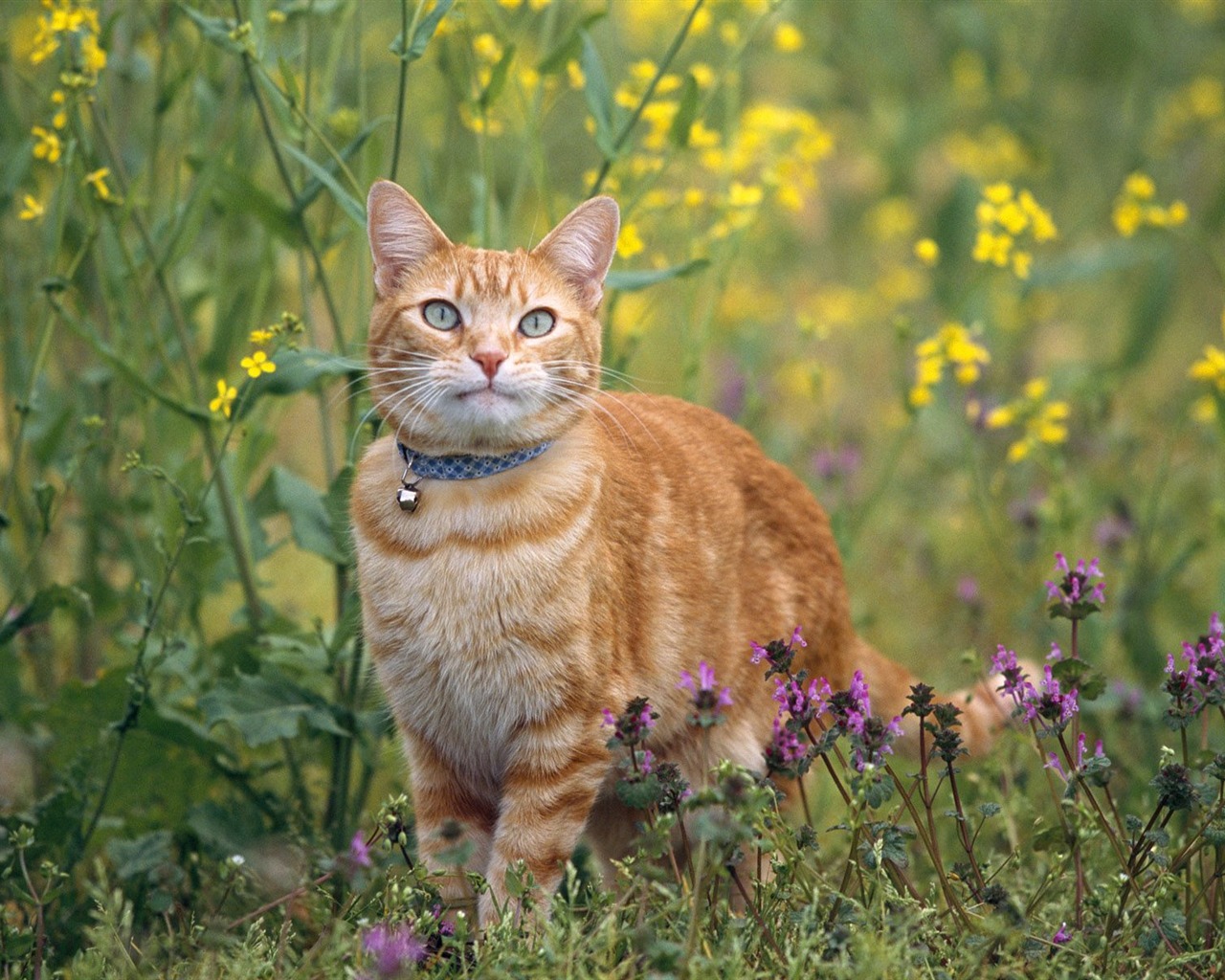 1600 Cat Foto Tapety (9) #10 - 1280x1024