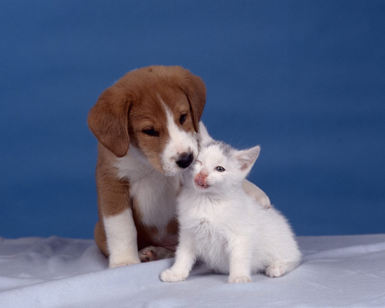 1600 Cat Foto Tapety (9) #15 - 1280x1024
