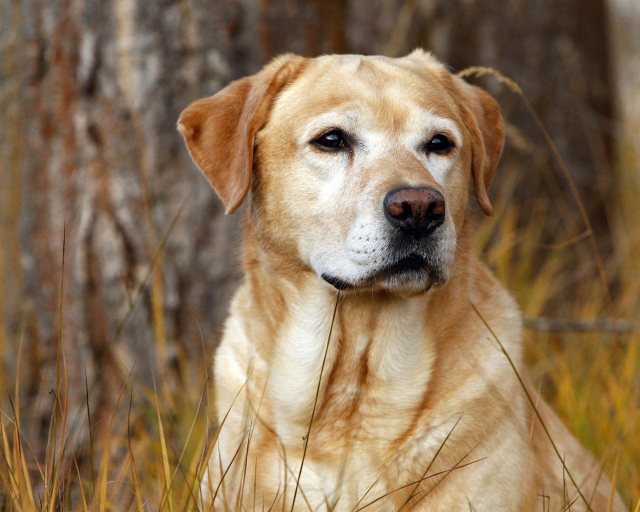 Cachorro de fotos HD fondos de escritorio (10) #1 - 1280x1024