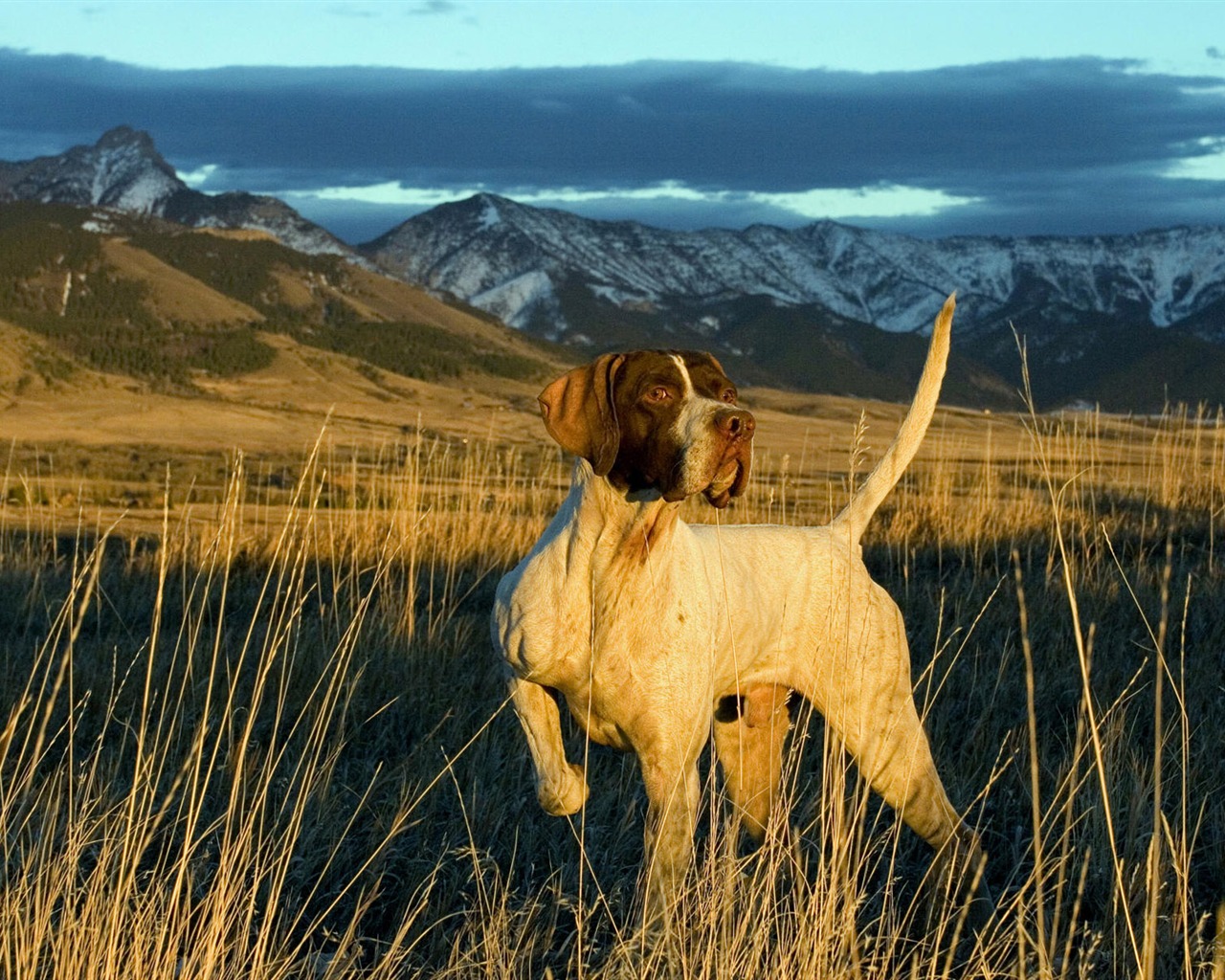 Puppy Foto HD Tapety na plochu (10) #2 - 1280x1024