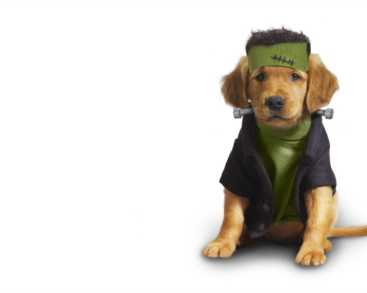 Puppy Photo HD wallpapers (10) #6 - 1280x1024
