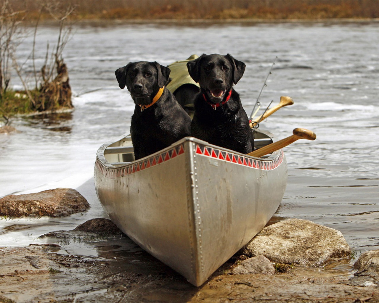 Puppy Foto HD Tapety na plochu (10) #9 - 1280x1024