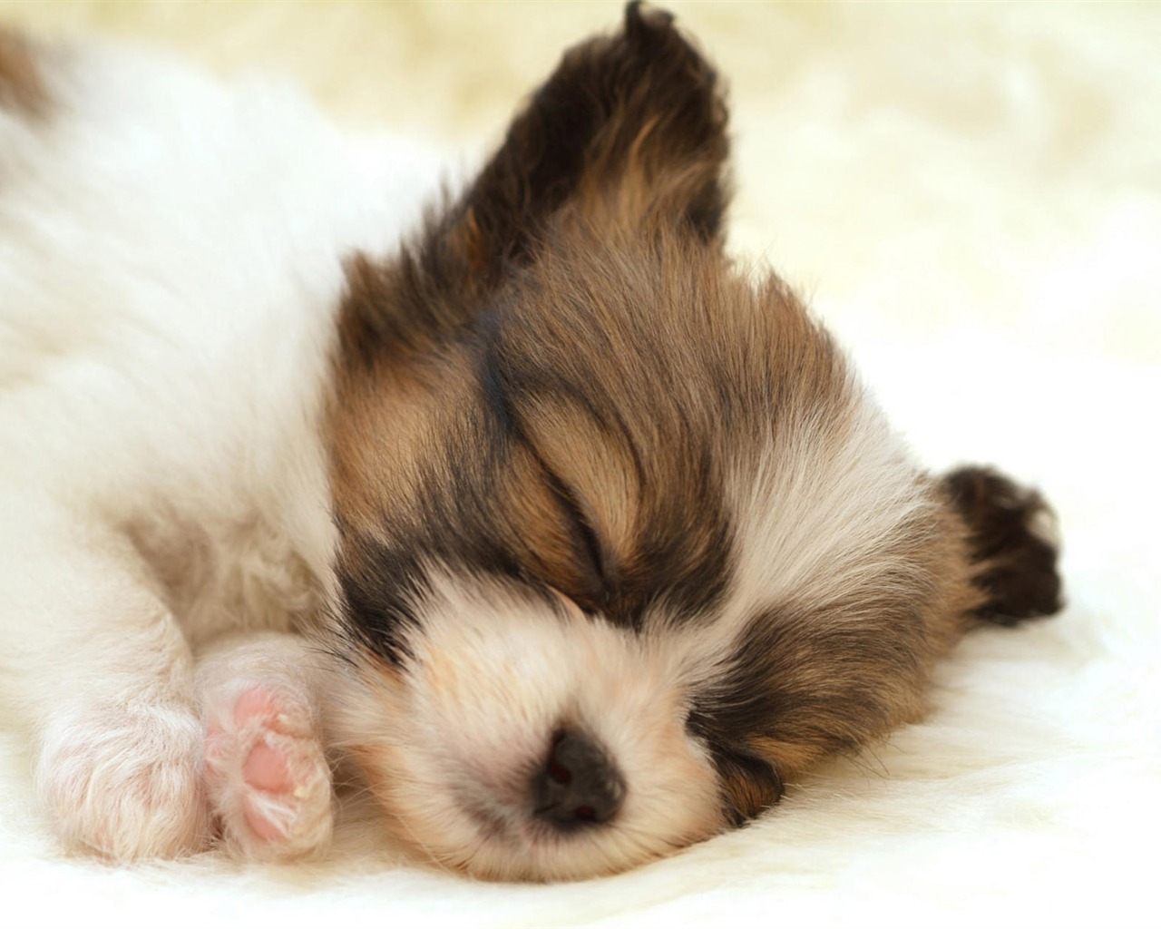 Puppy Foto HD Tapety na plochu (10) #10 - 1280x1024