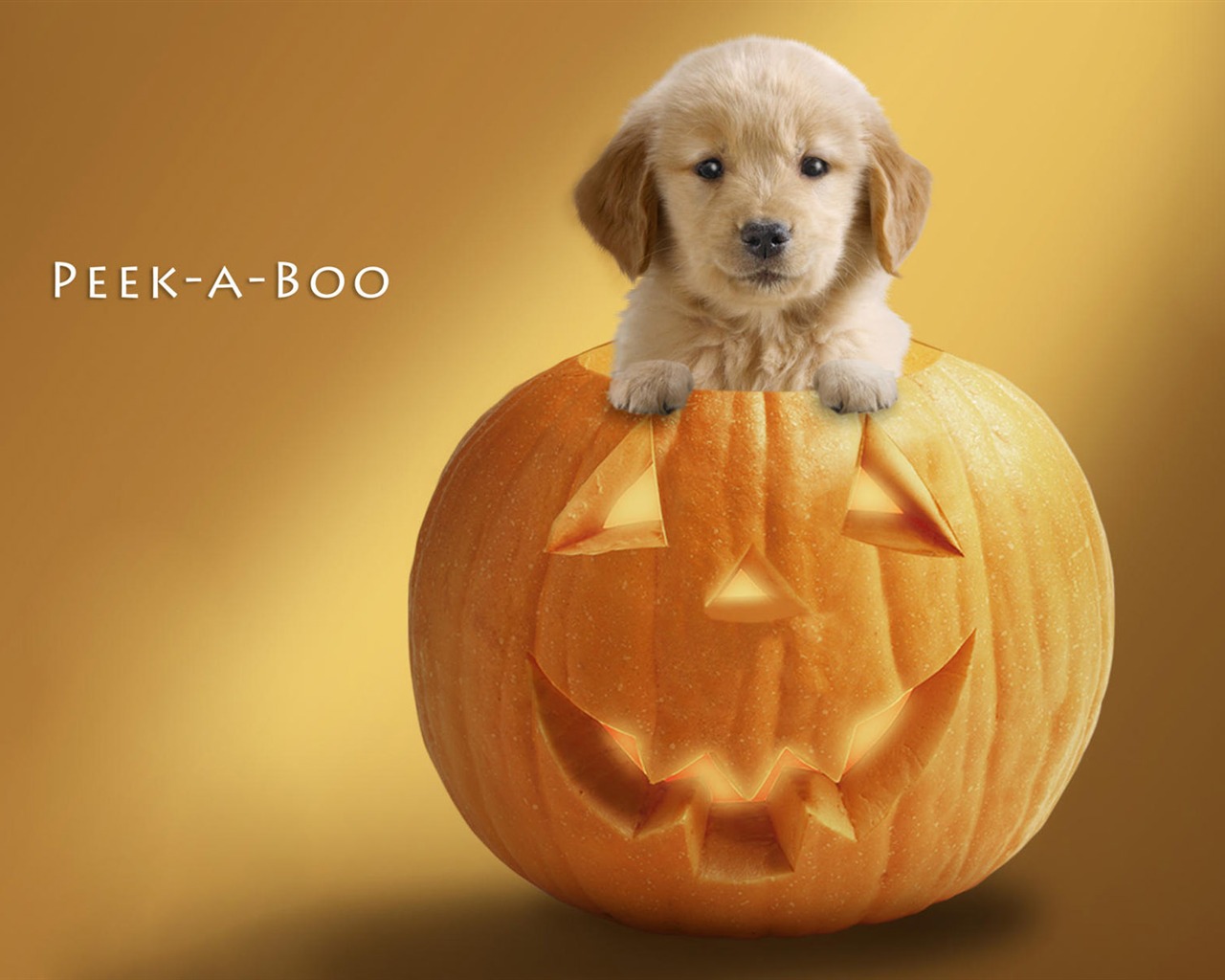 Puppy Foto HD Tapety na plochu (10) #11 - 1280x1024