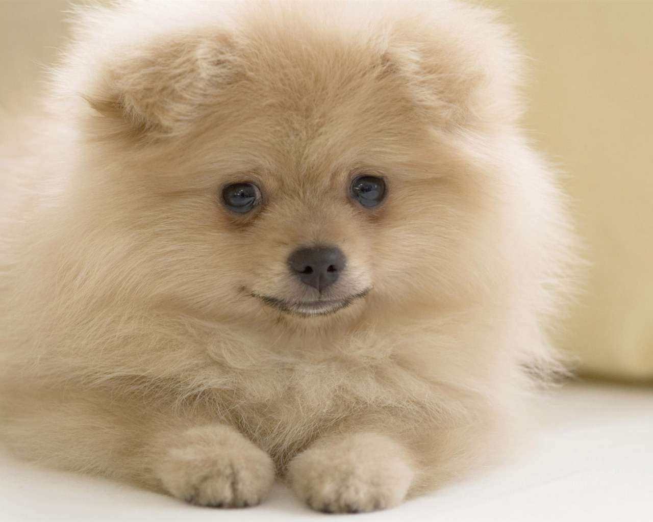 Puppy Foto HD Tapety na plochu (10) #12 - 1280x1024