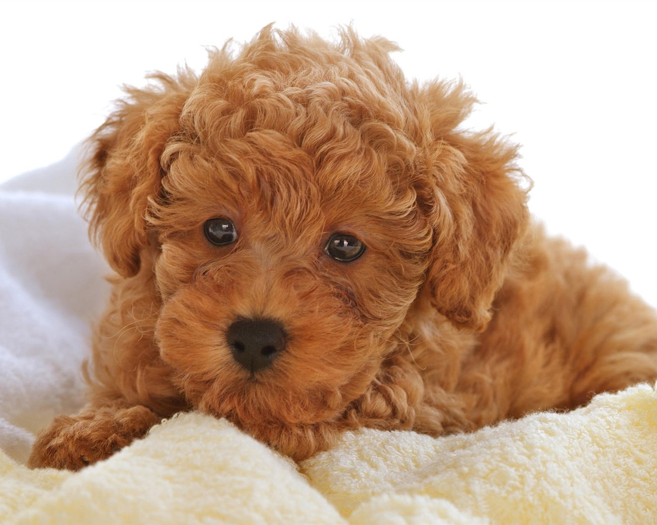 Puppy Foto HD Tapety na plochu (10) #19 - 1280x1024