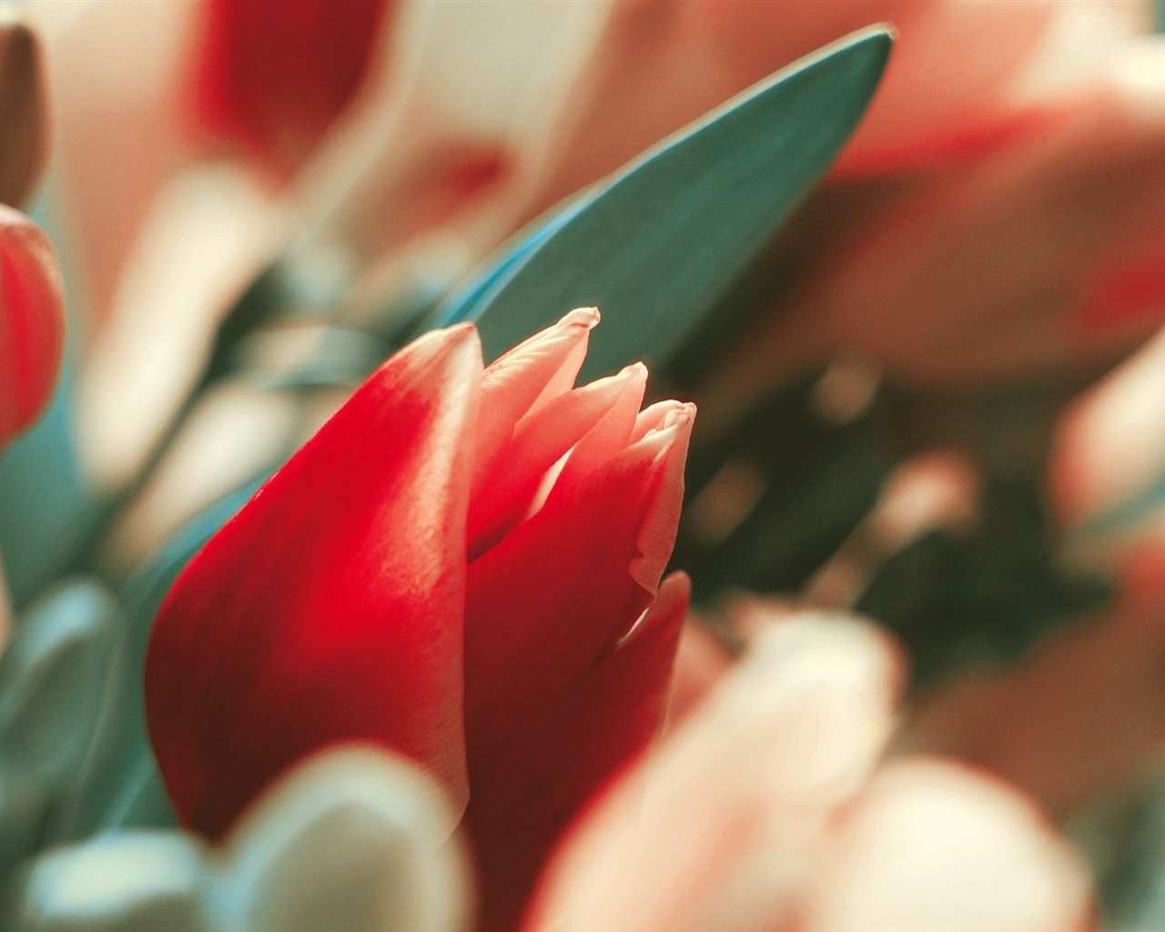Širokoúhlý tapety květiny close-up (3) #2 - 1280x1024