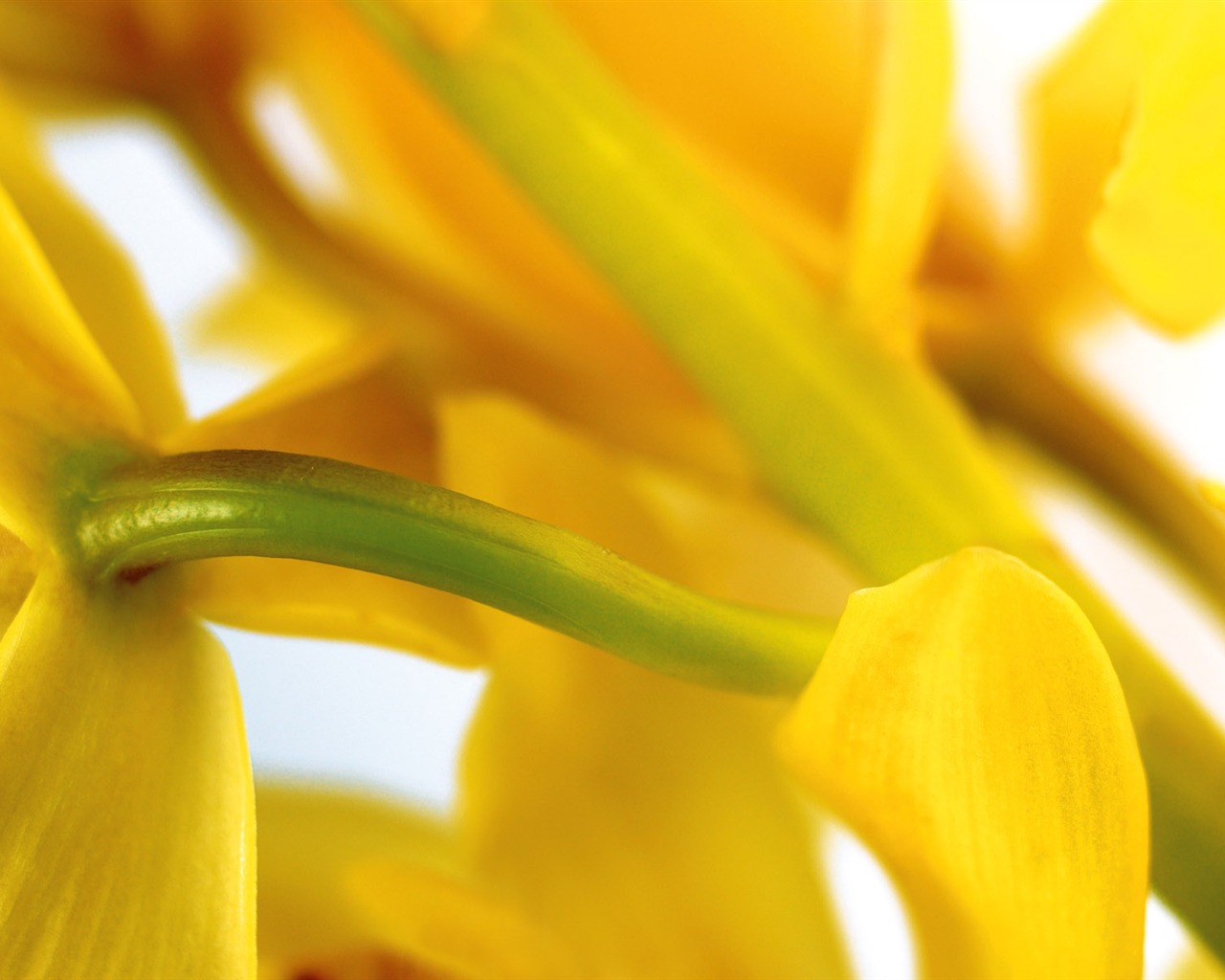 fleurs fond d'écran Widescreen close-up (3) #3 - 1280x1024