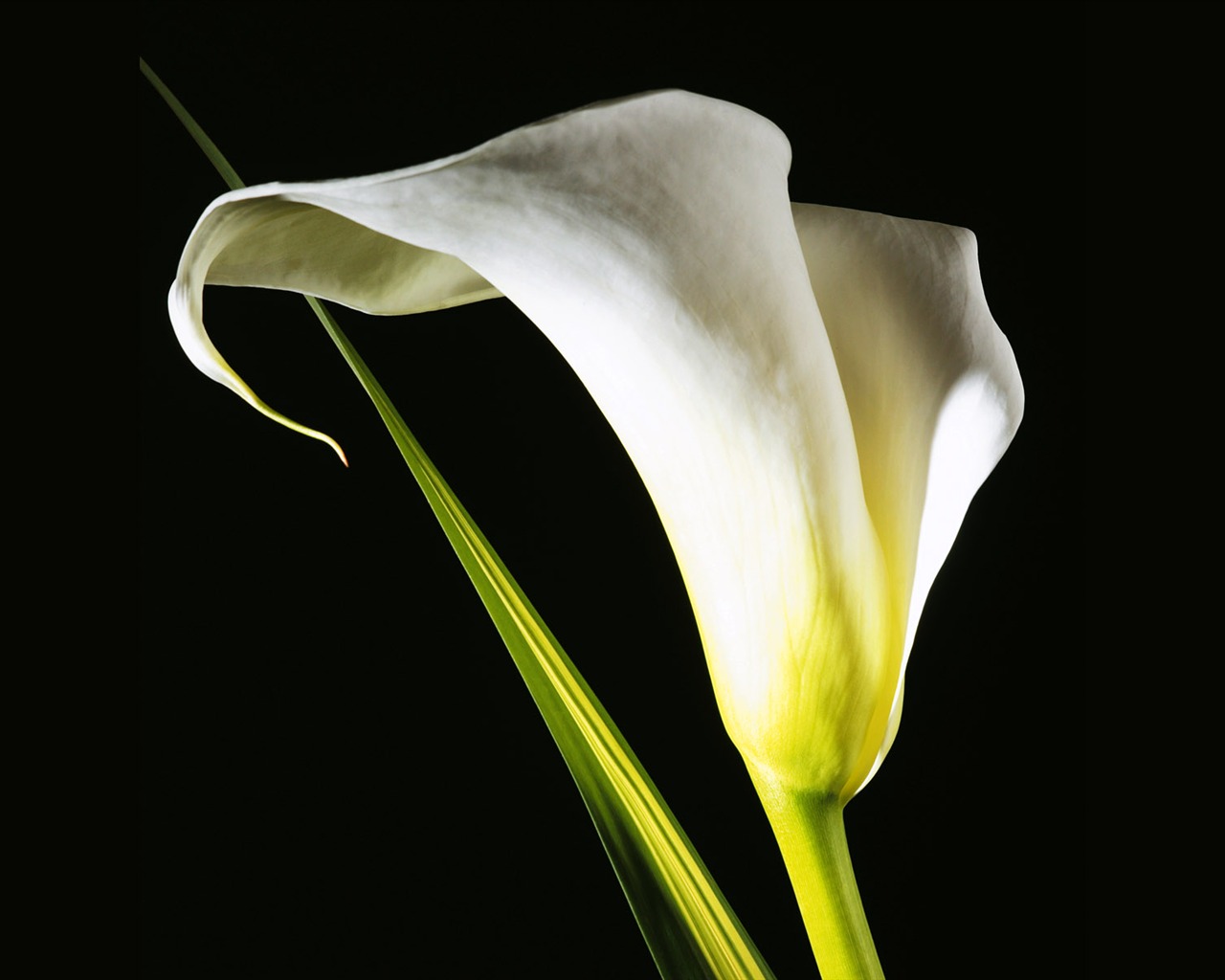 fleurs fond d'écran Widescreen close-up (3) #4 - 1280x1024