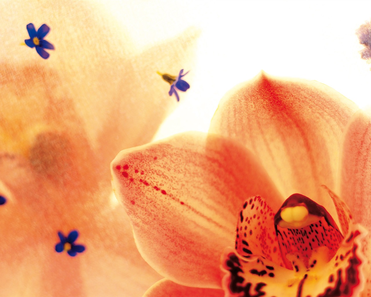 Širokoúhlý tapety květiny close-up (3) #5 - 1280x1024